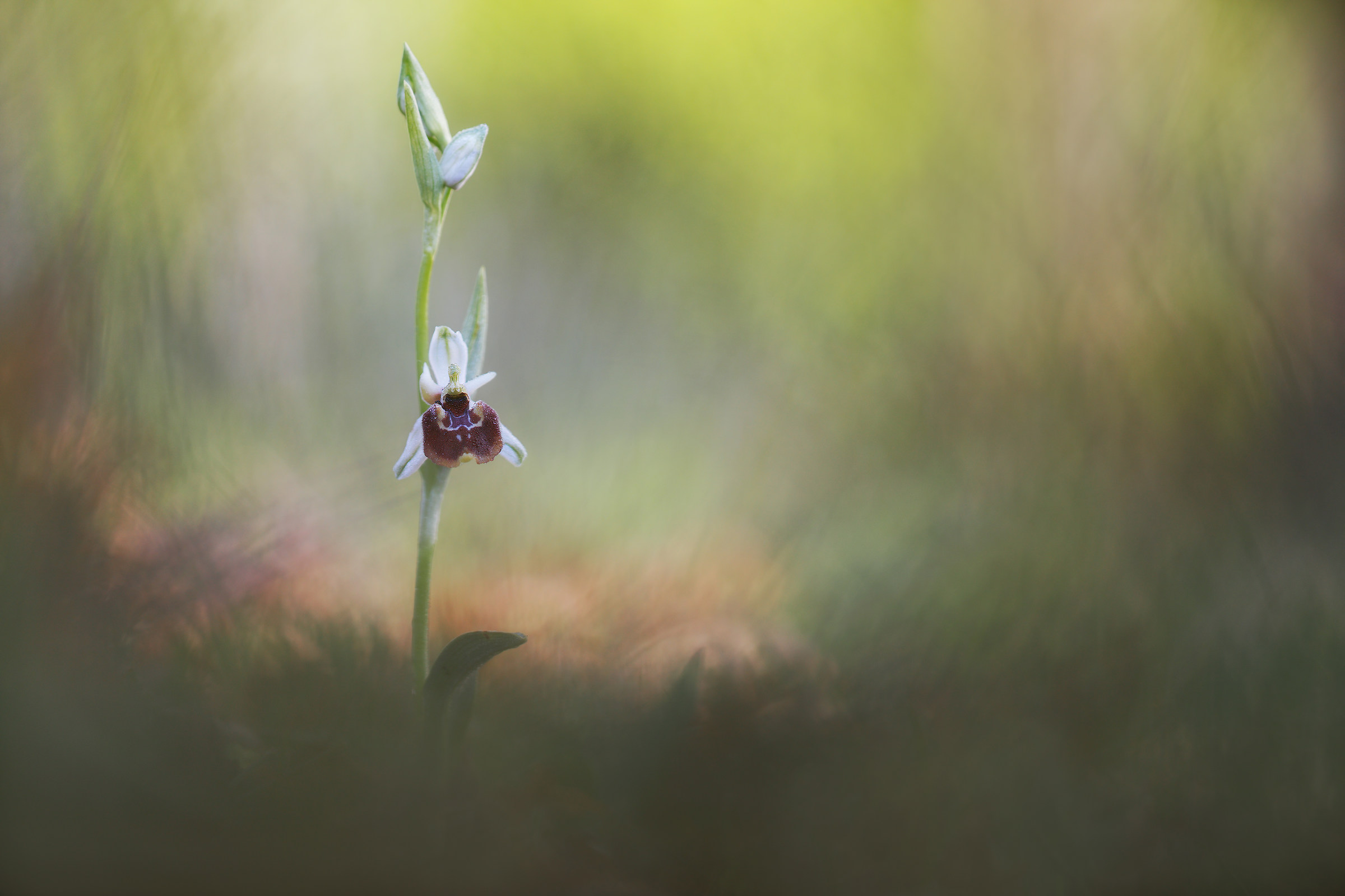 Ophrys holosericea...