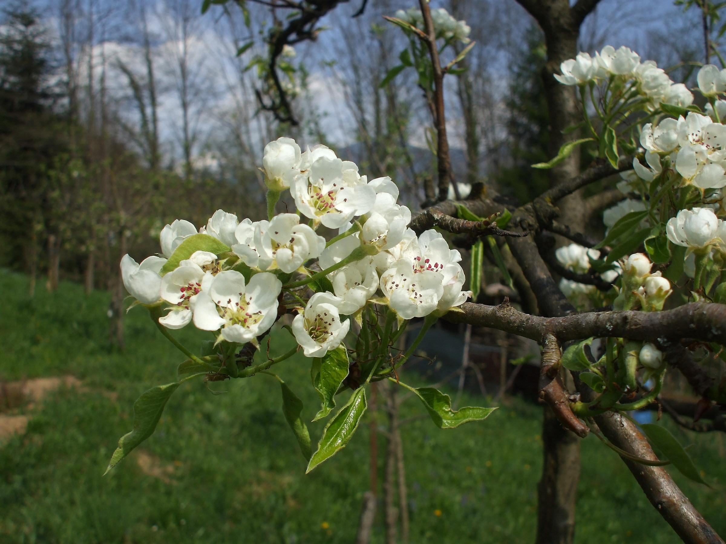 pero in fiore...