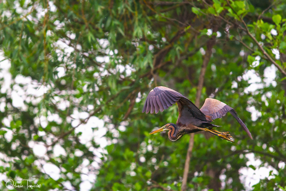 Red heron in flight...