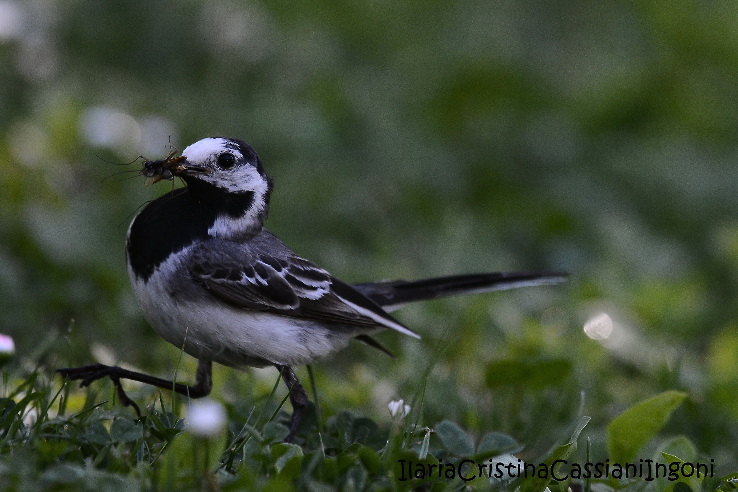 white Wagtail...