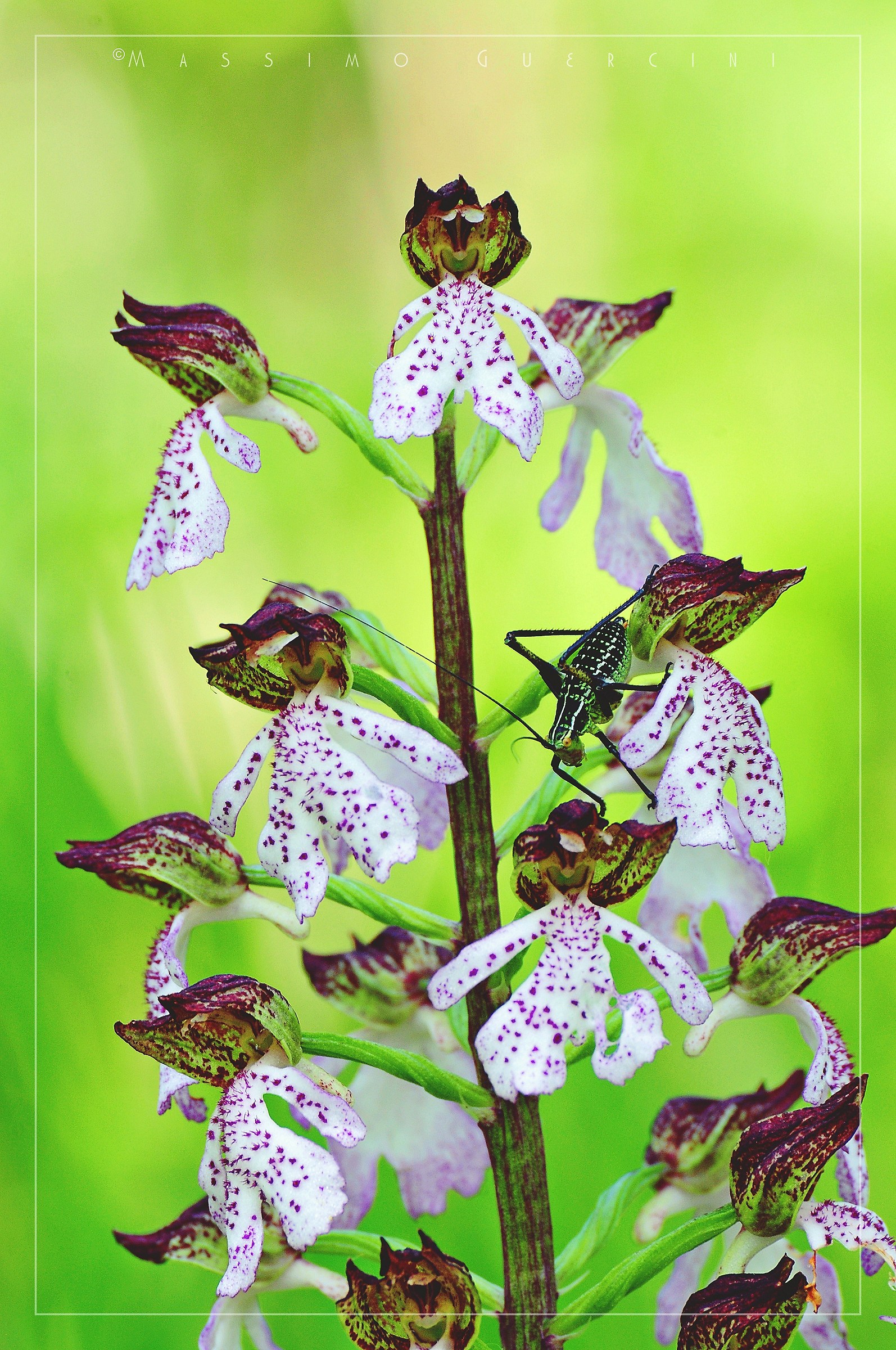 "The Intruder" - Orchis purpurea...