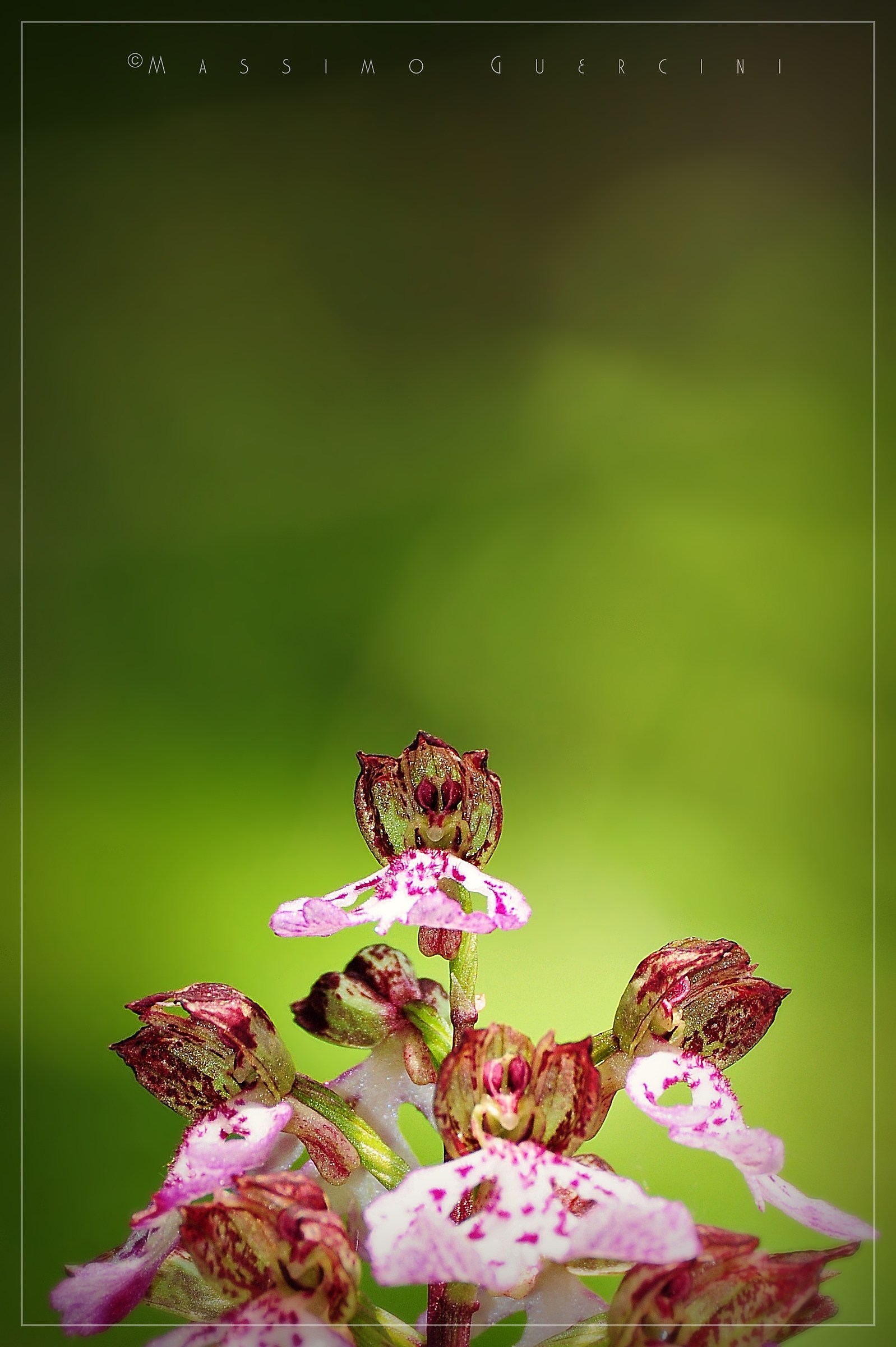 "Giocosa danza" - Orchis purpurea...