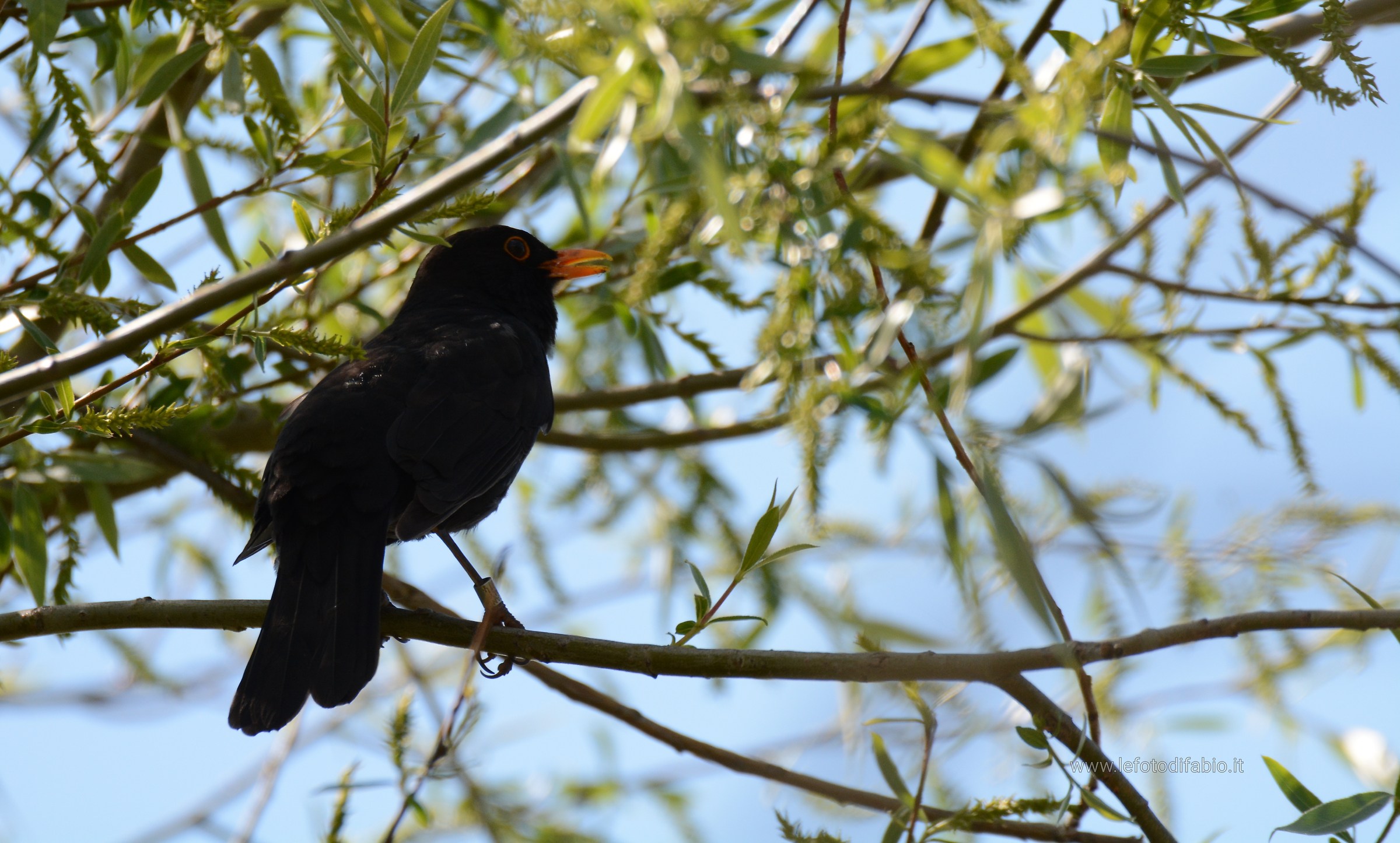 Blackbird...