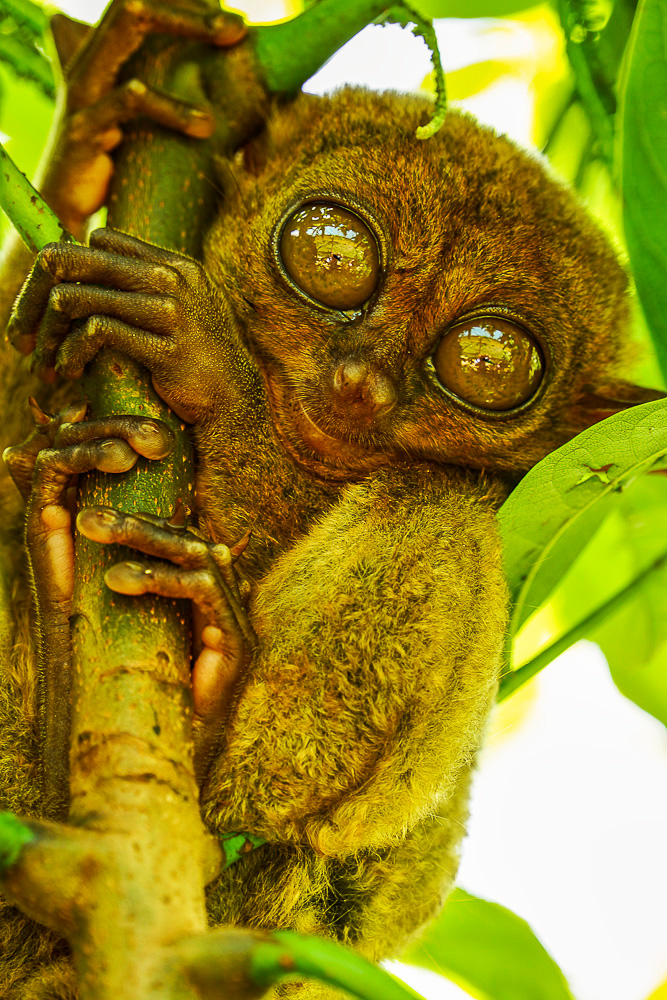 Tarsier...