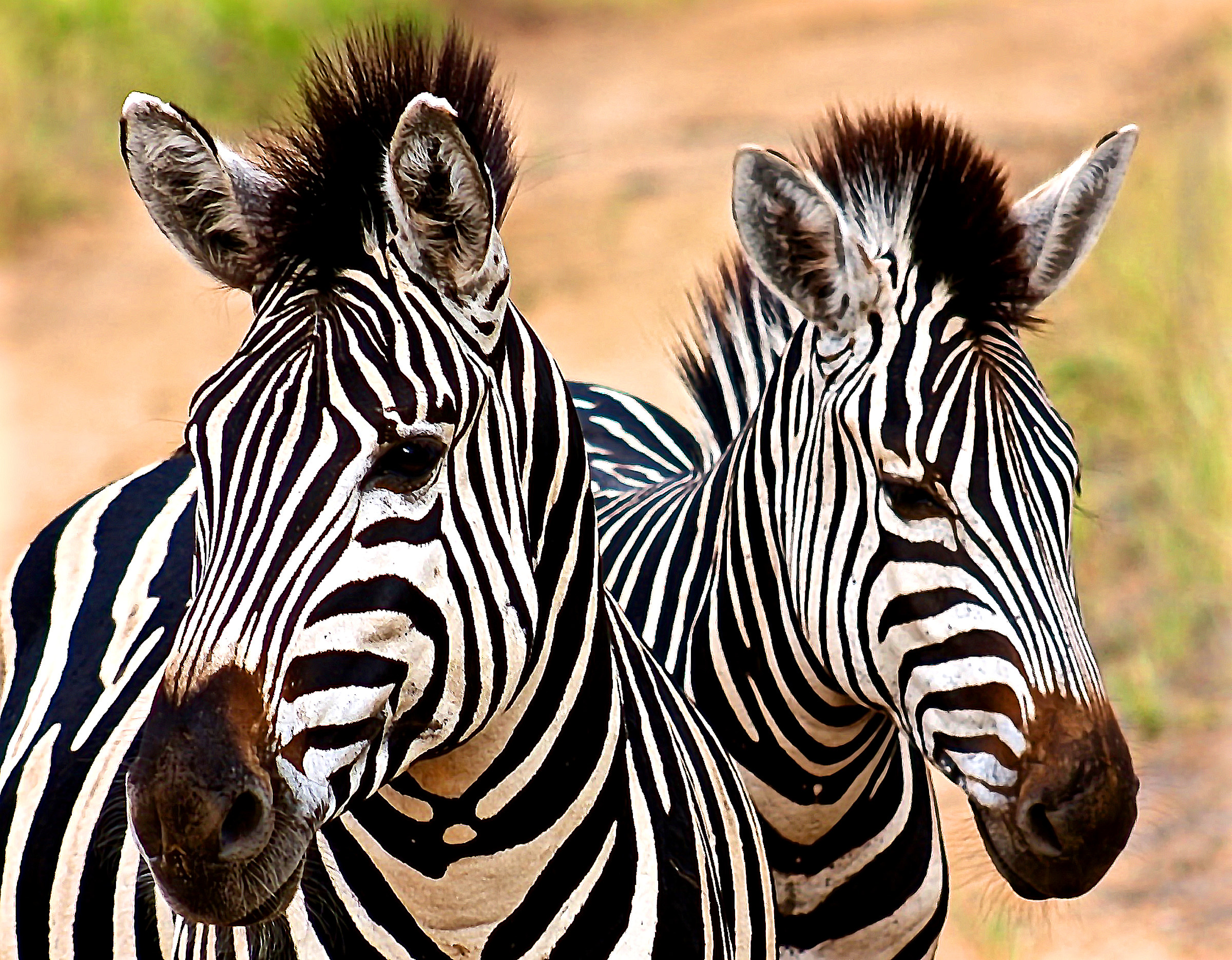 Zebra Siamese...