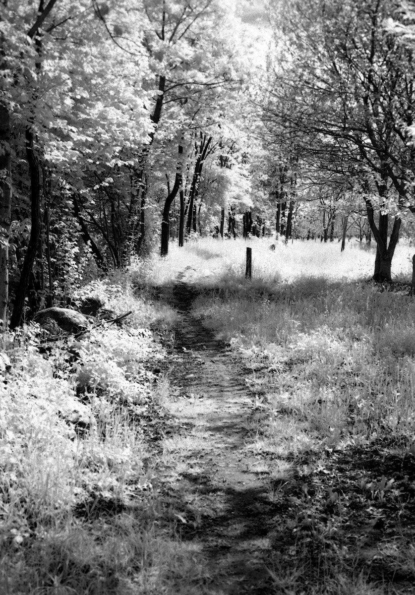 Path in the woods...