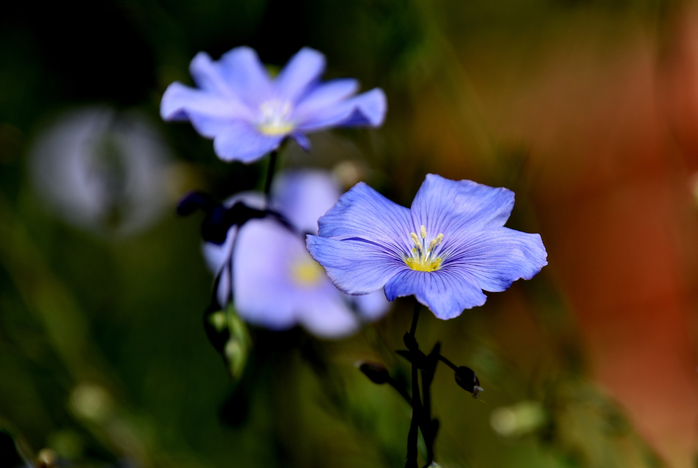 Lilac flower...