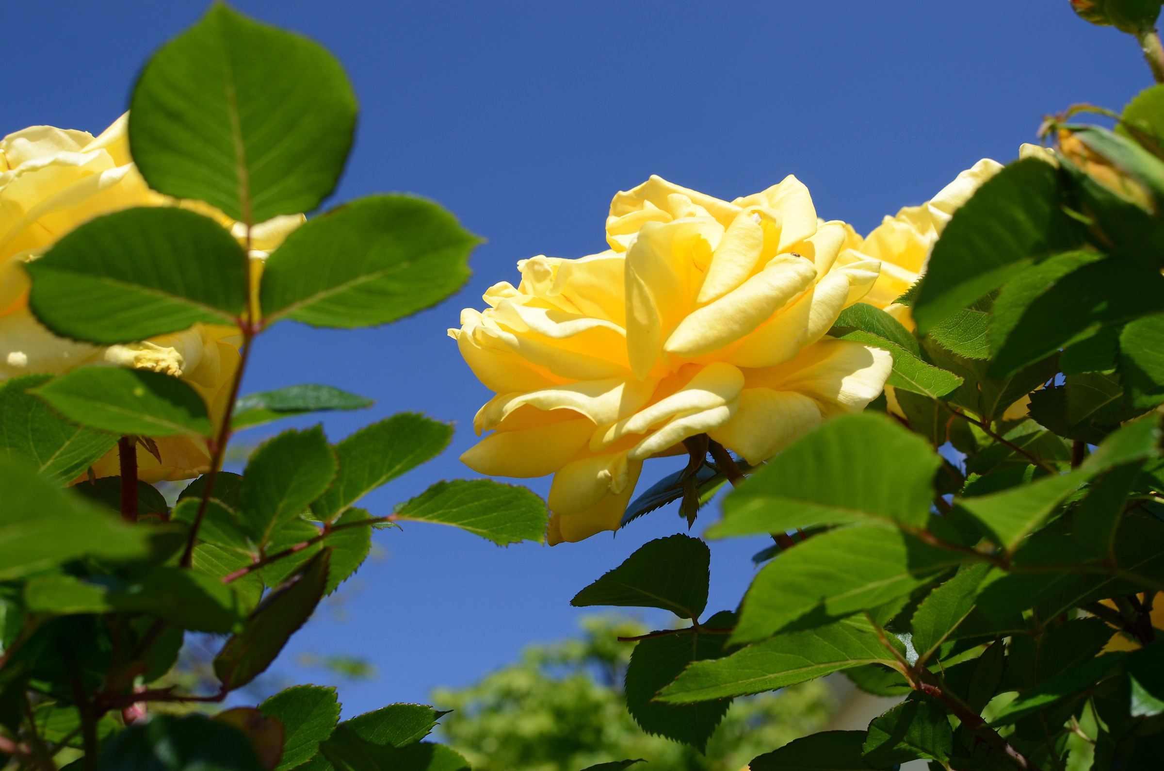 Yellow rose and blue sky...