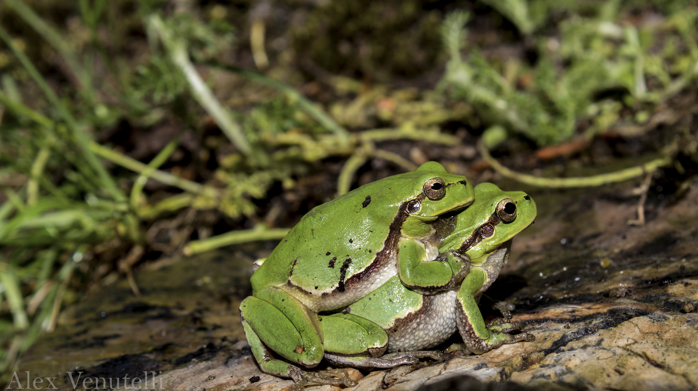 Hyla intermedia Boulenger, 1882, amplesso...