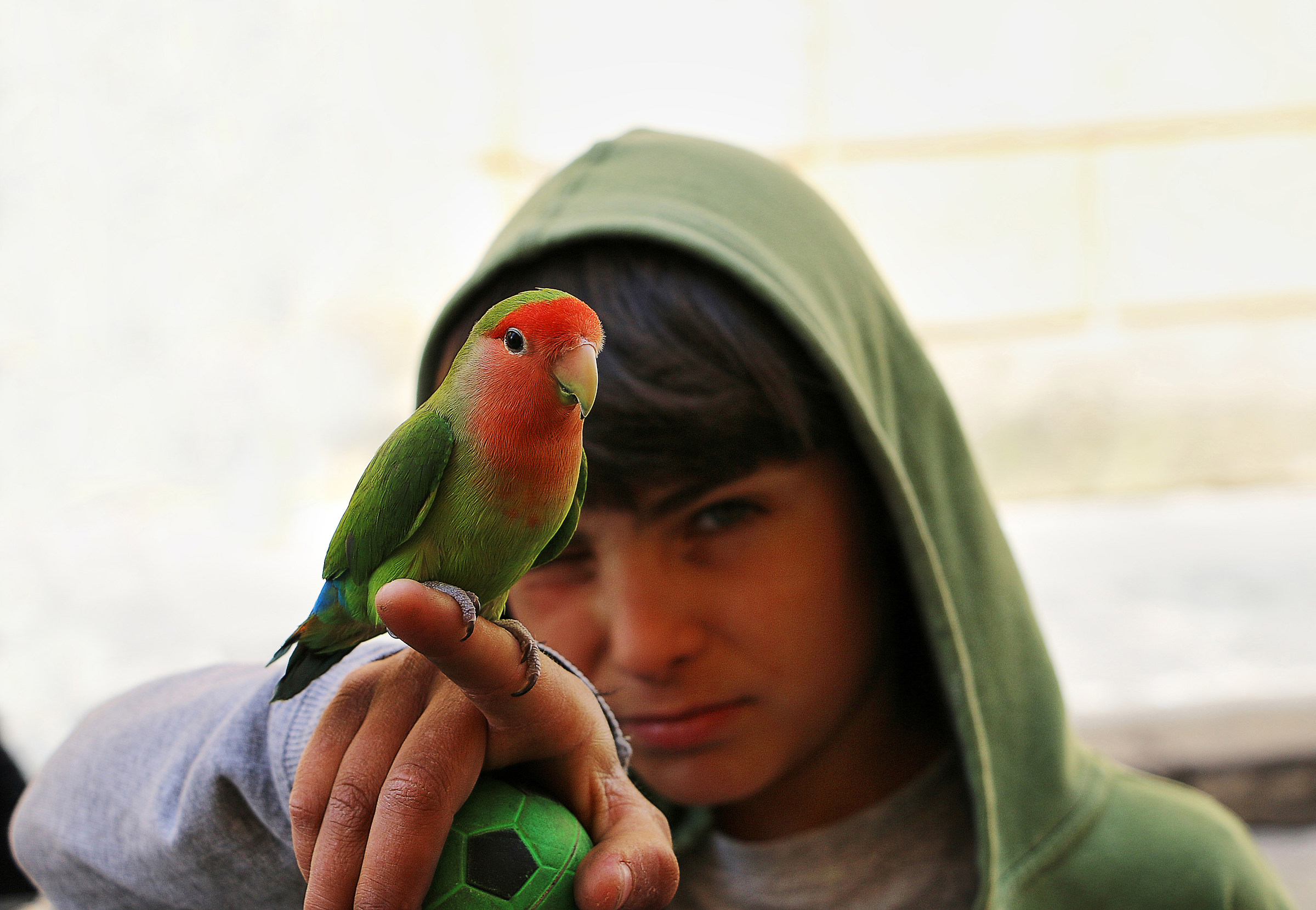 Il bambino e il pappagallo...