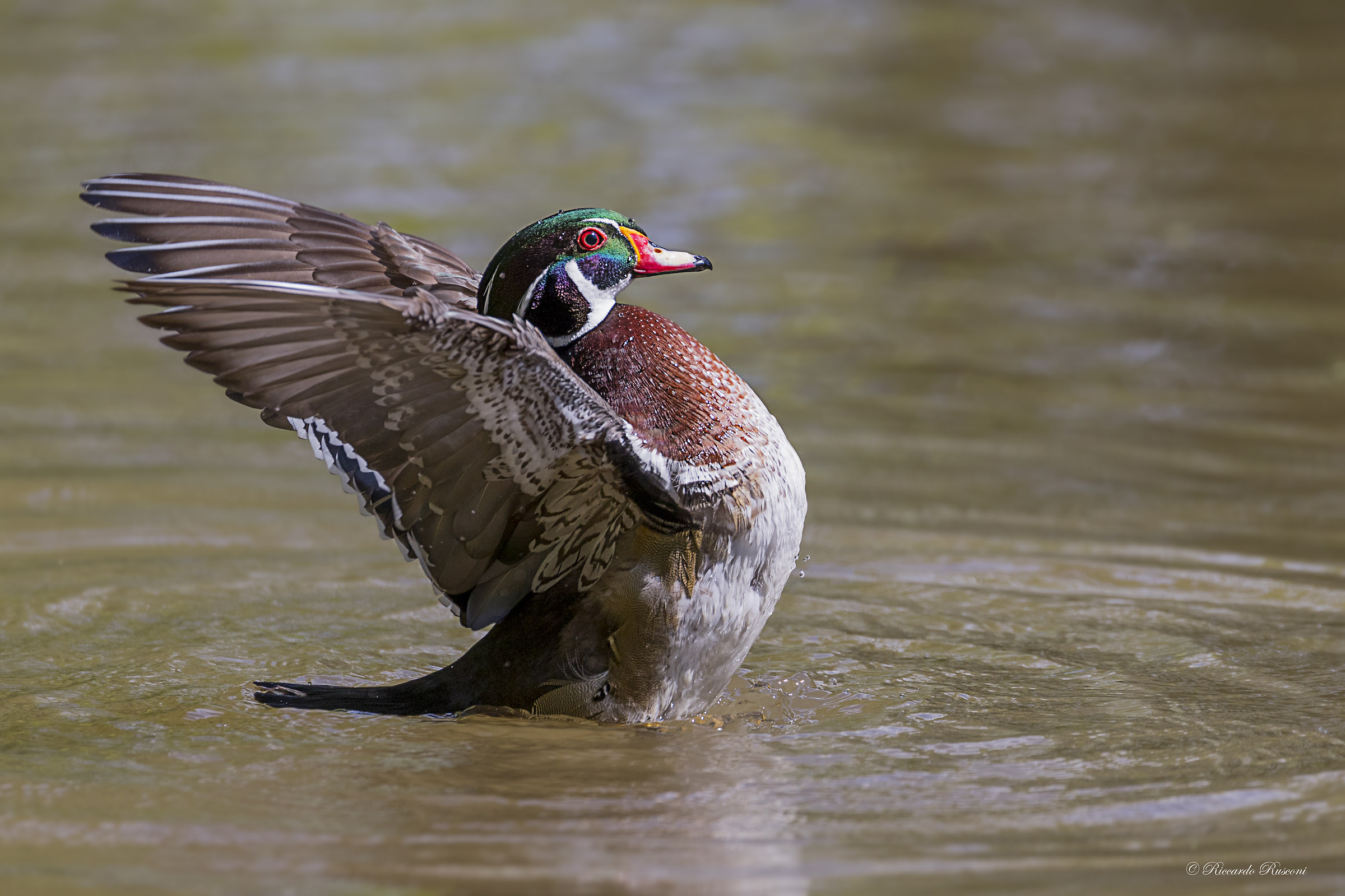 Duck bride...