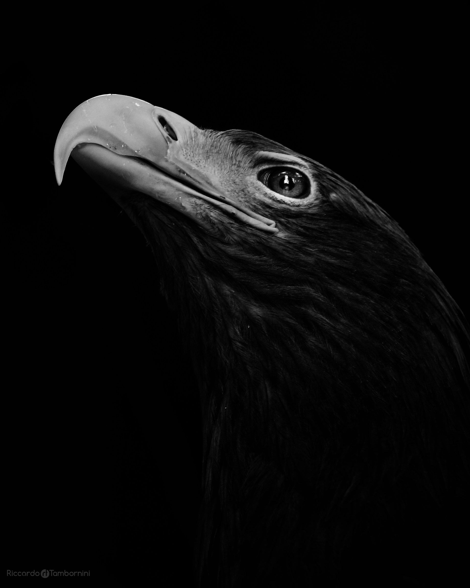 Portrait of an eagle...
