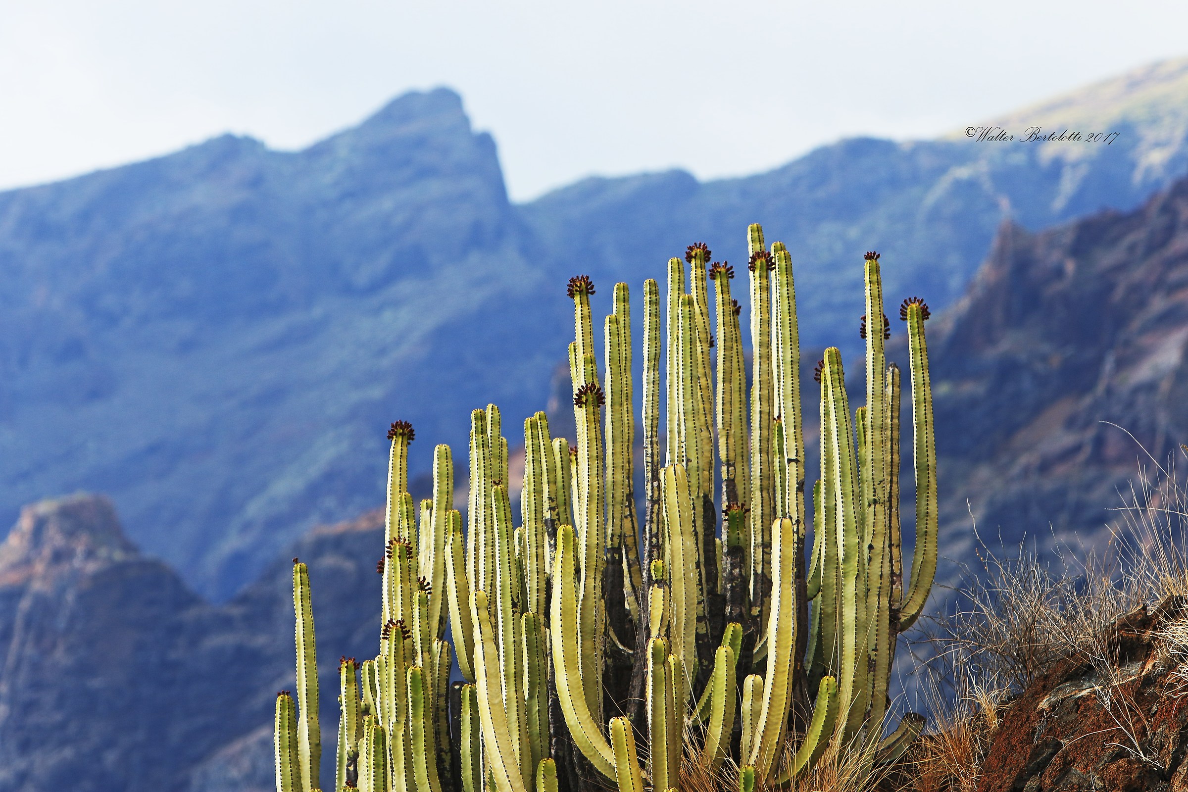 Canary flora...