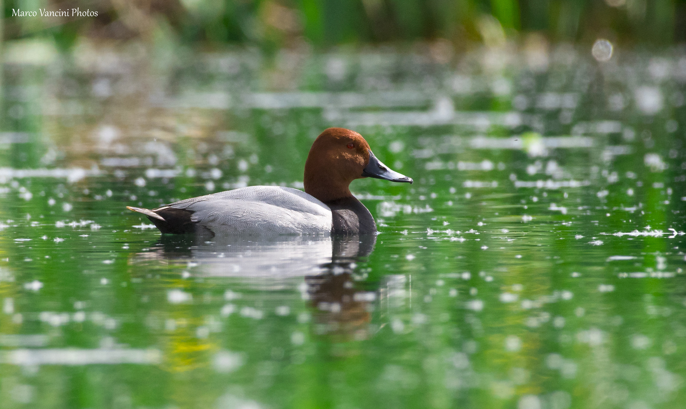 Pochard...