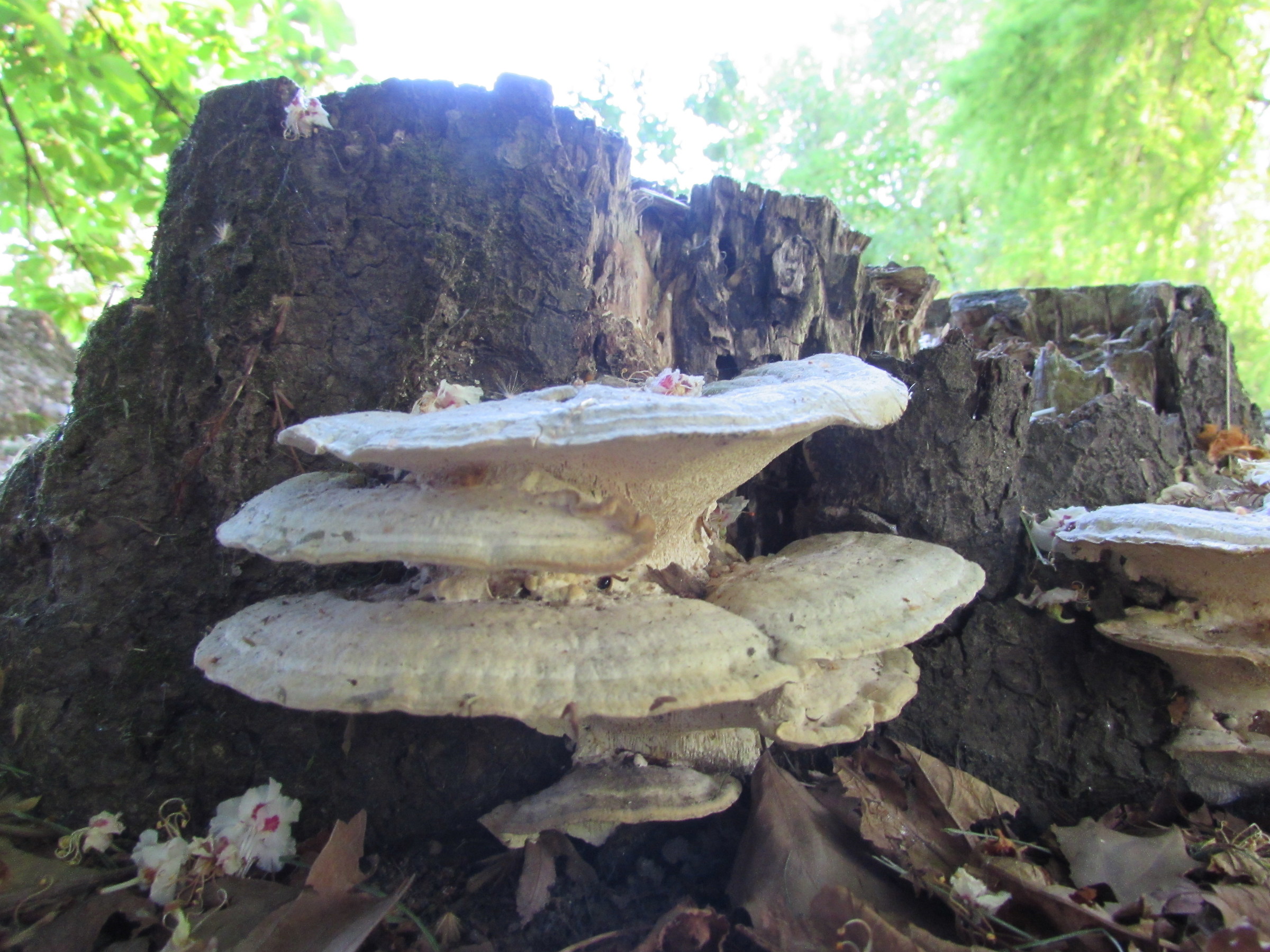Layer fungus...