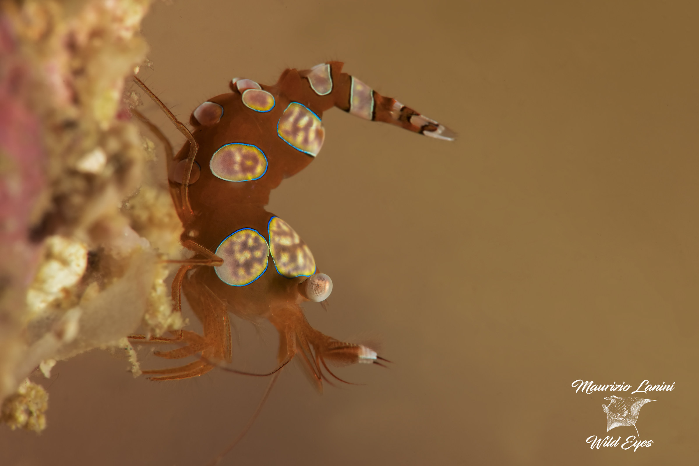 Sexy anemone shrimp...
