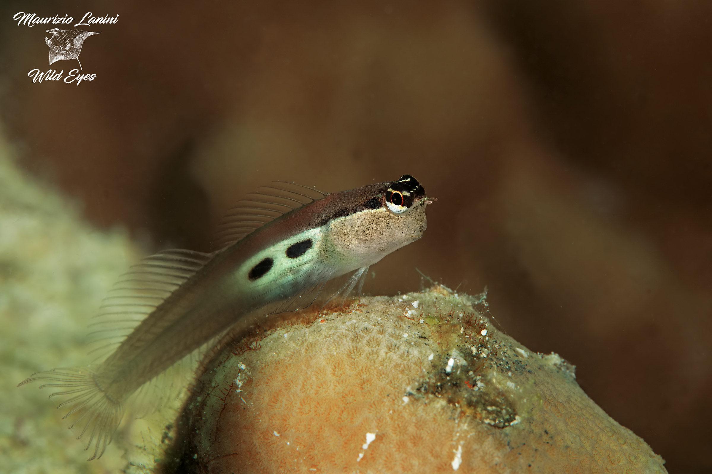 goby...
