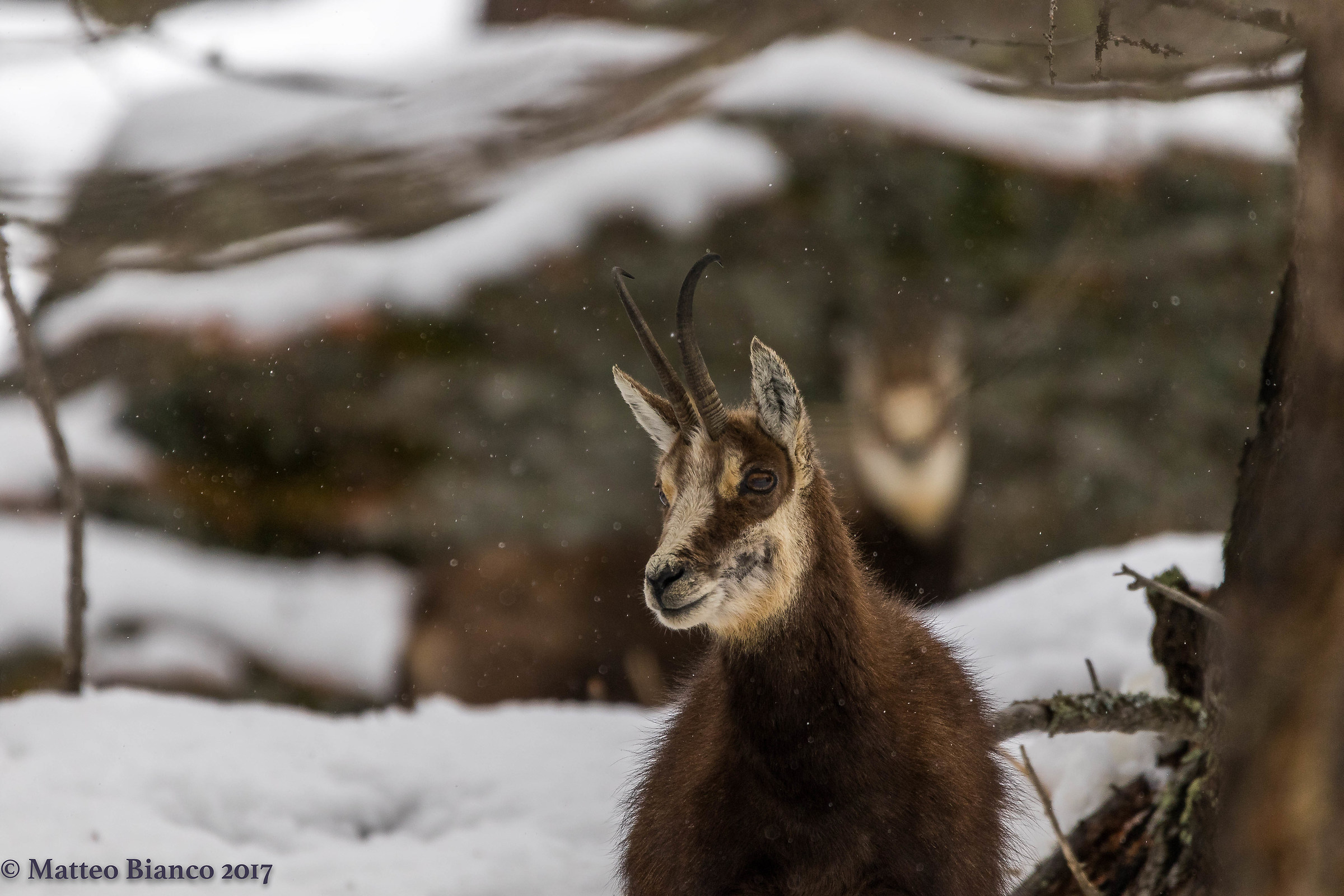 Chamois and snow ......