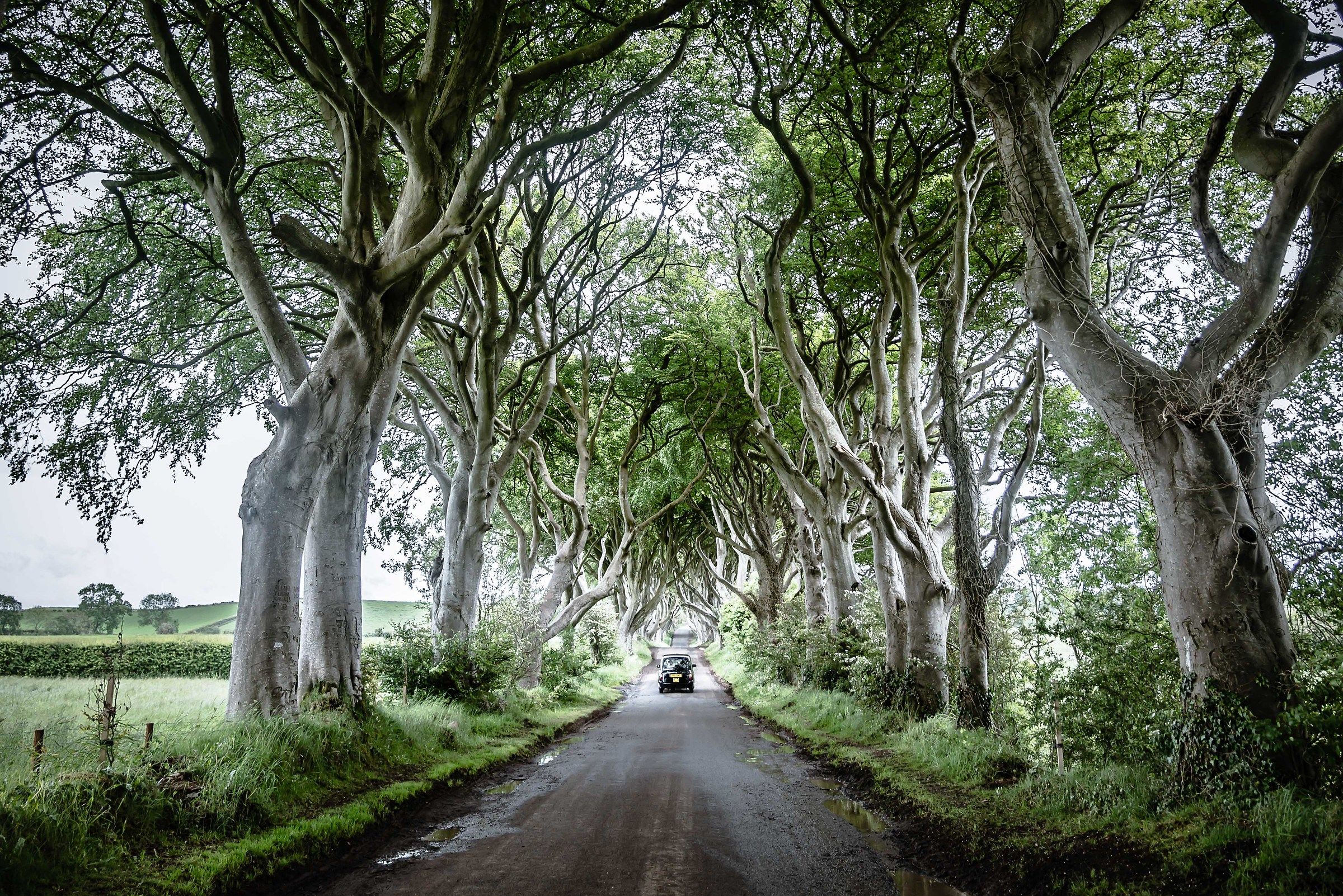Dark Hedges...