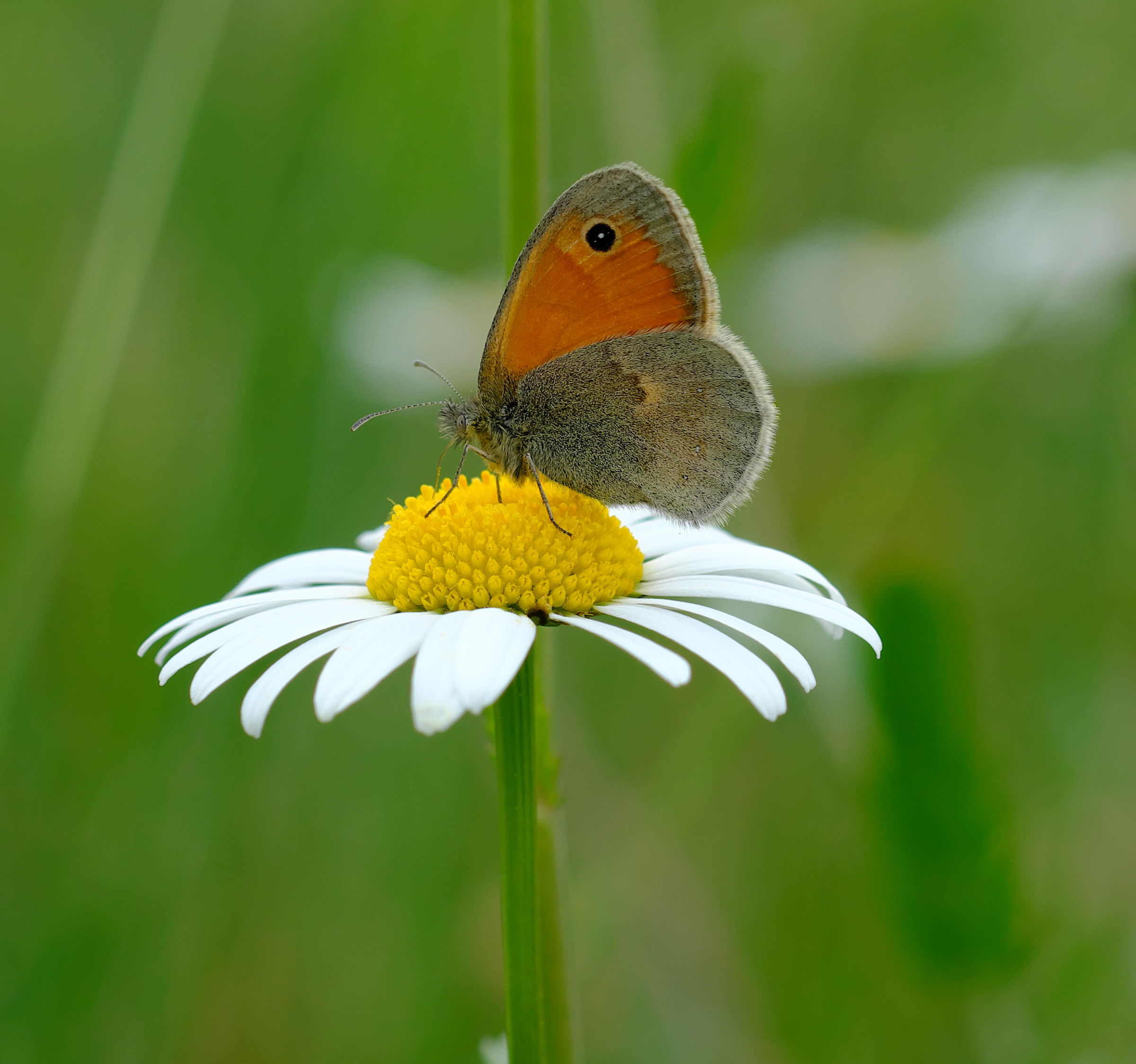 Butterfly and daisy...