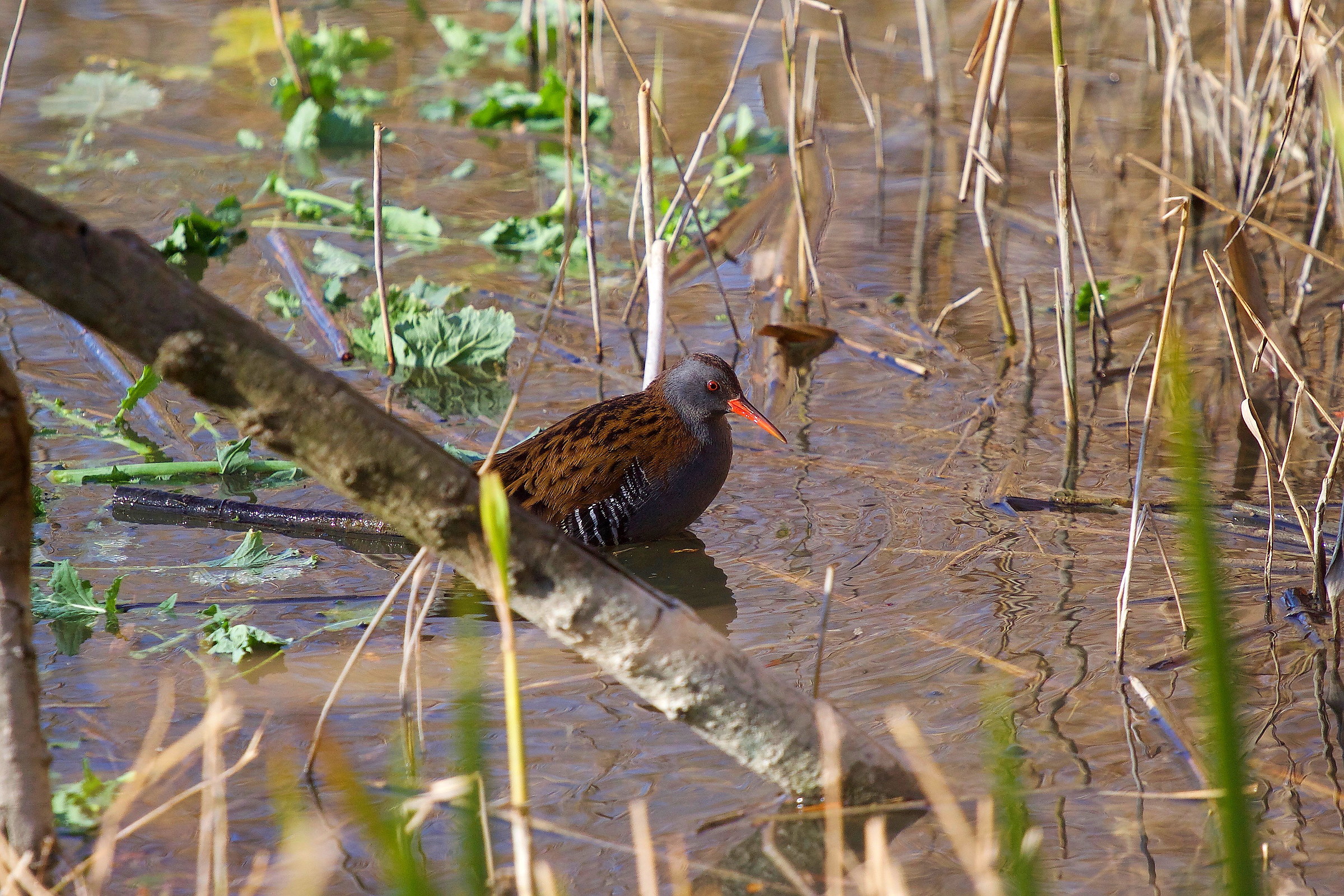 Water Rail...