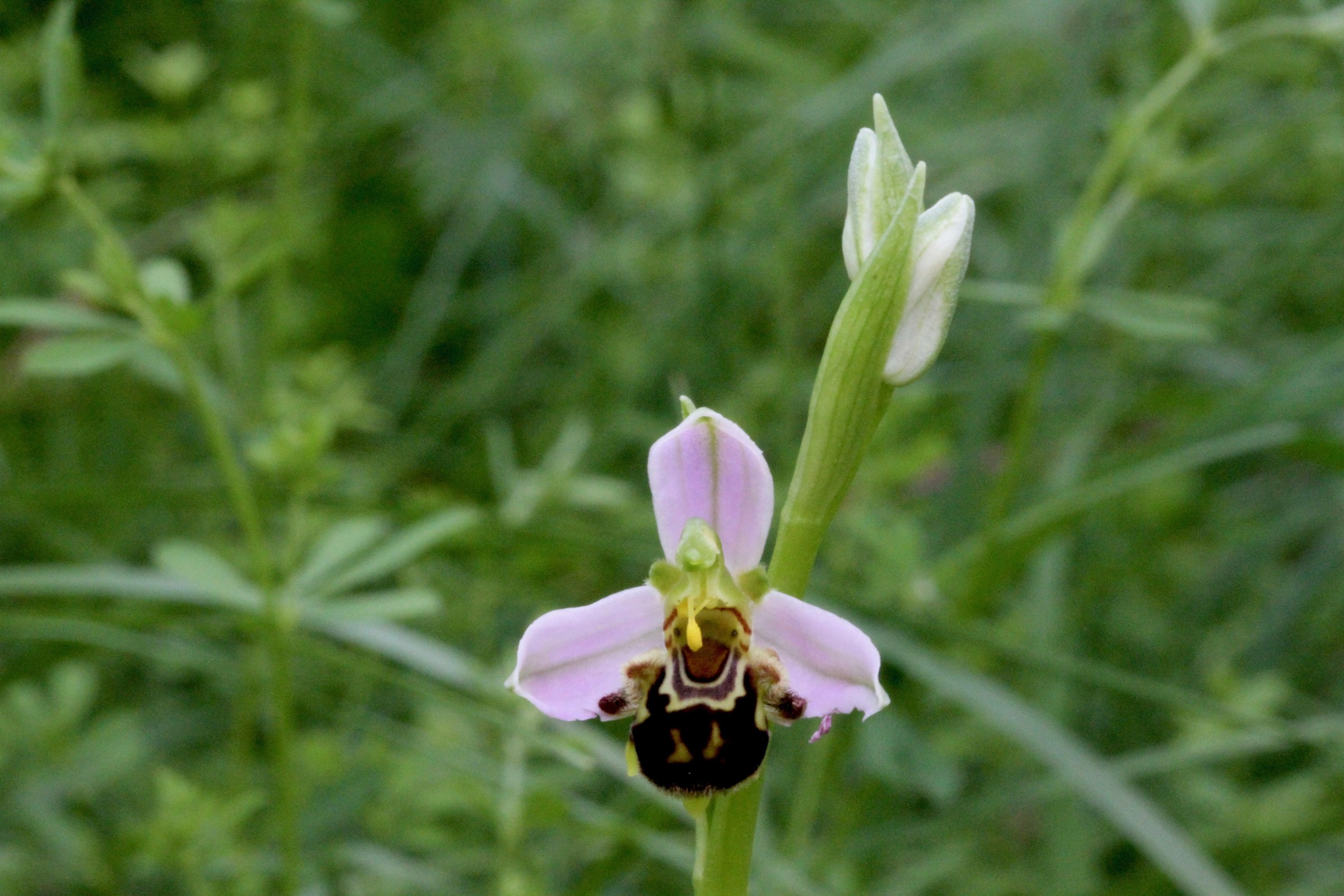 Ophrys apifera...