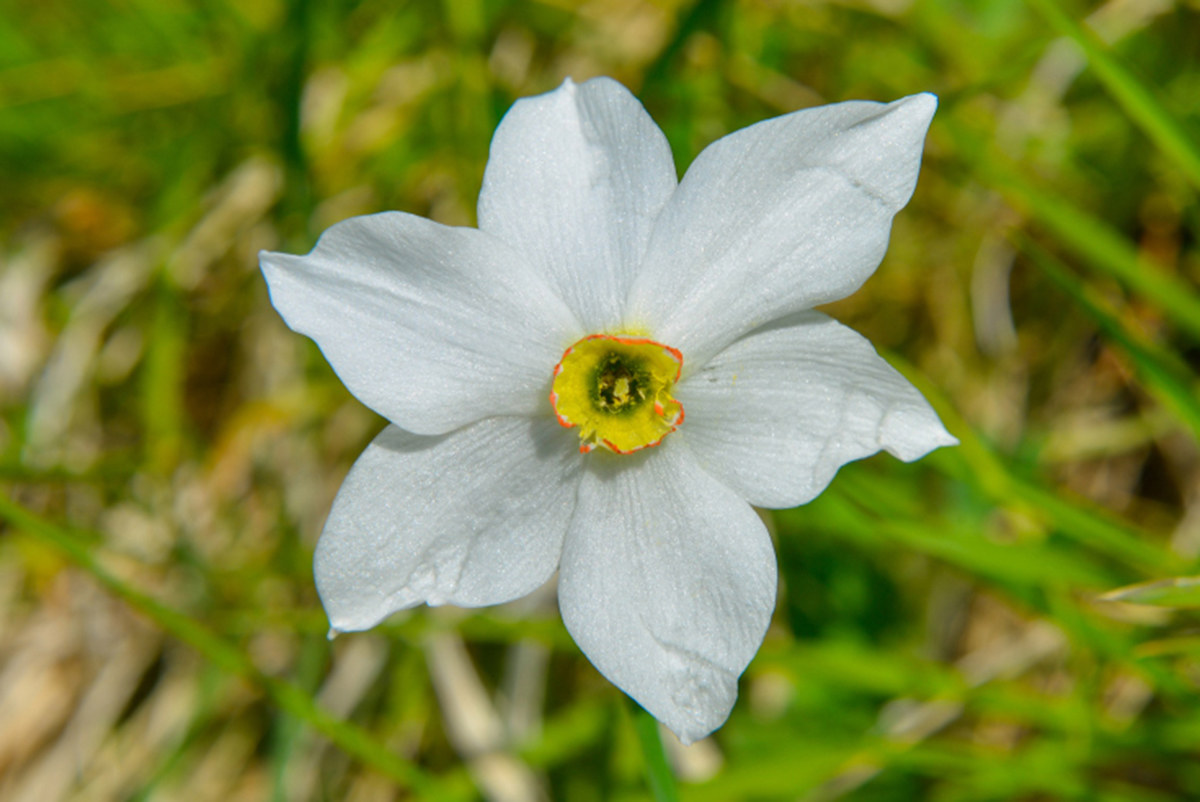 Narcissus of the Auxiliaries...