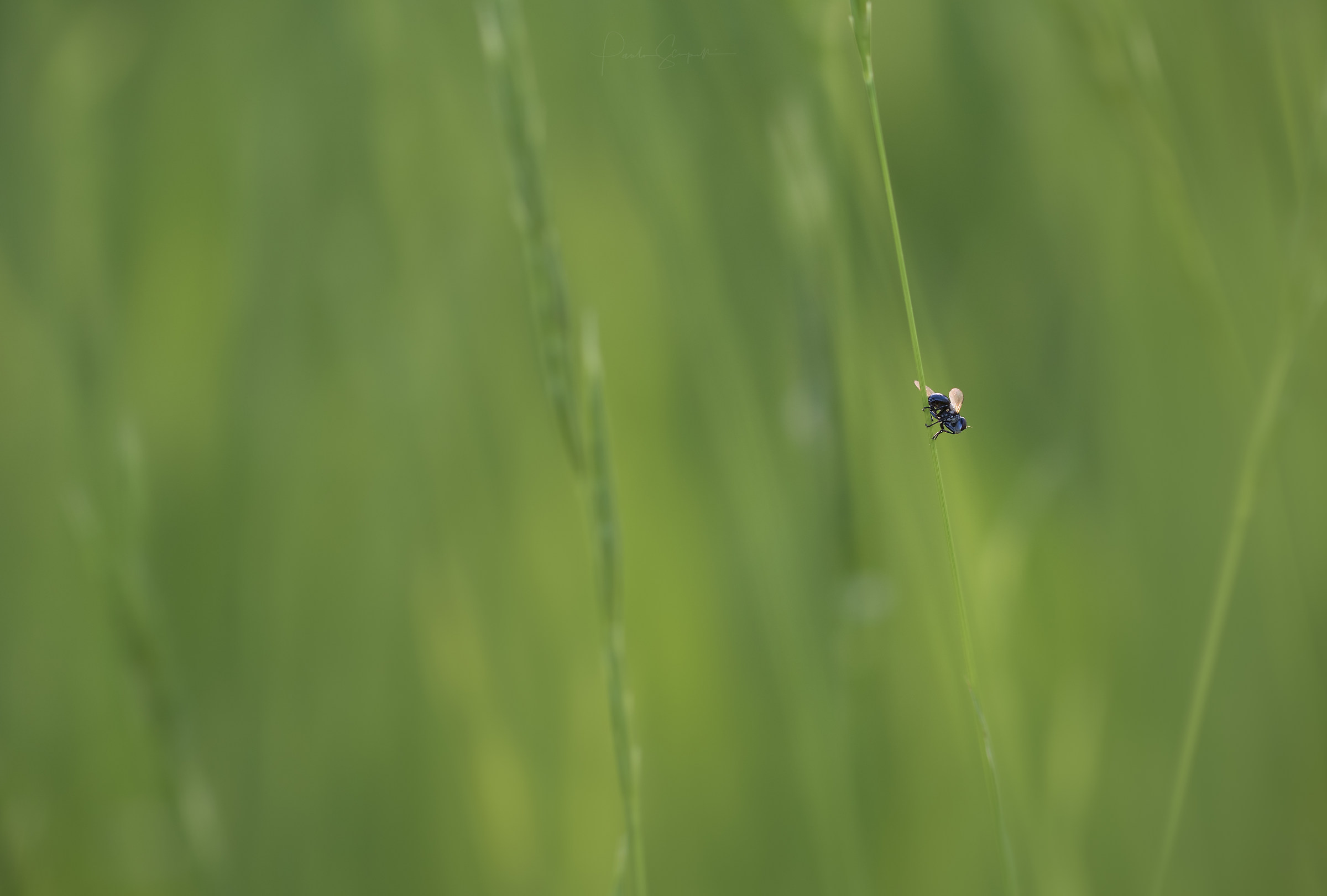 Alone in the grass...