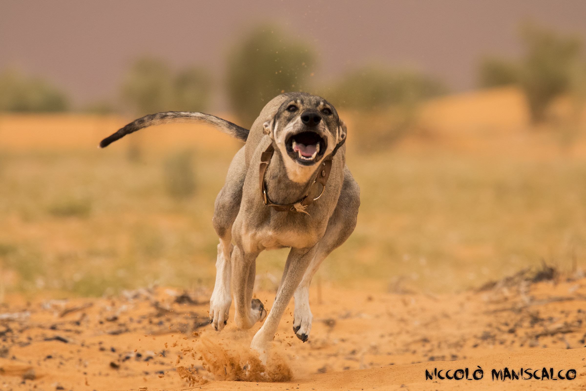 The Dog That Runs in the Desert (Tunisia)...