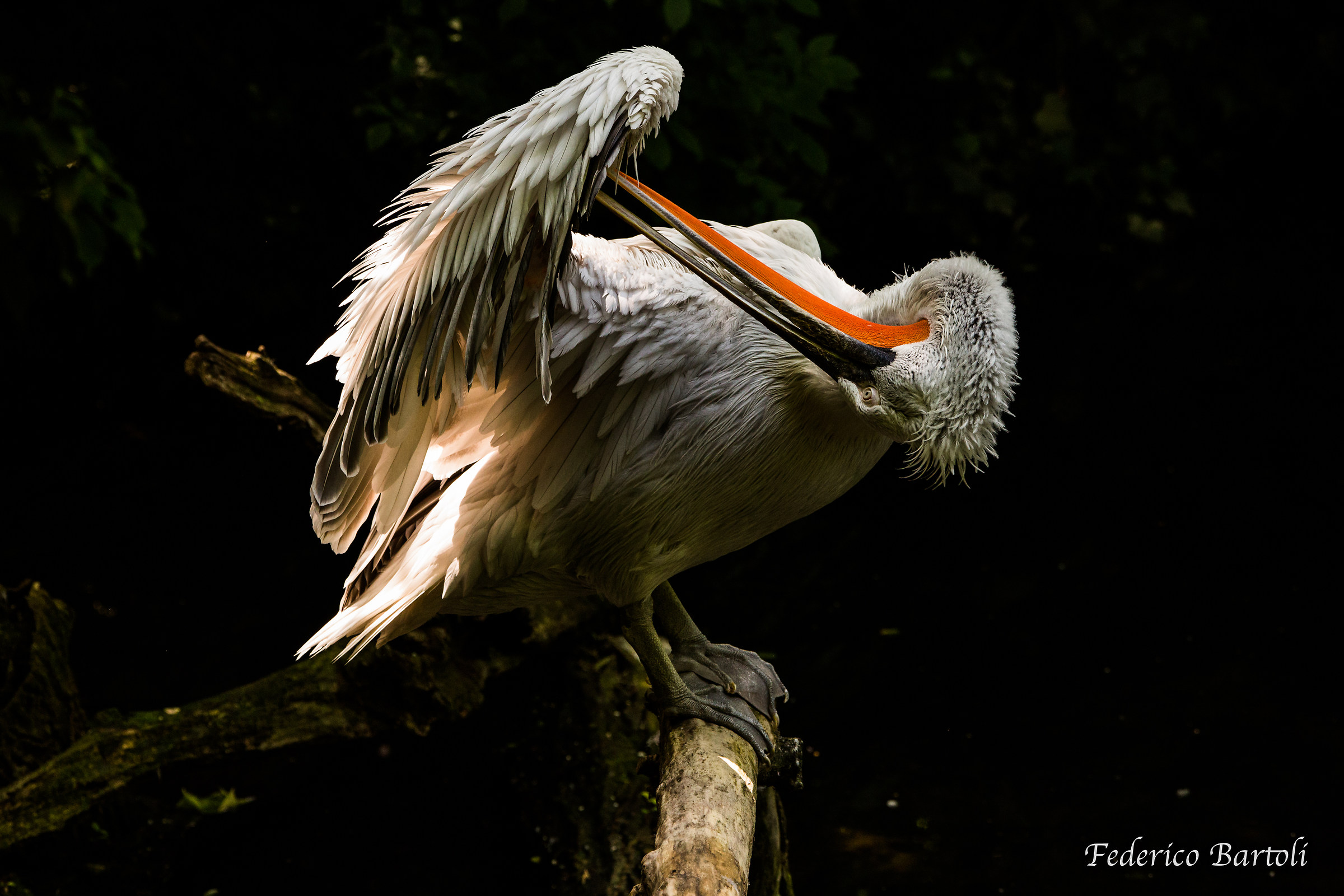 Pelican...