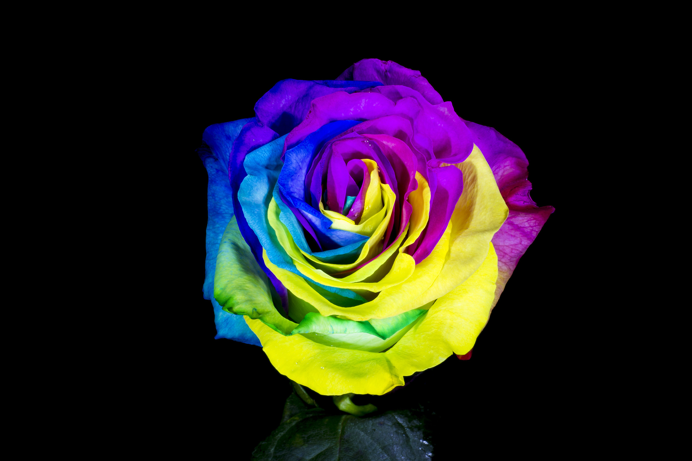 Rainbow rose...