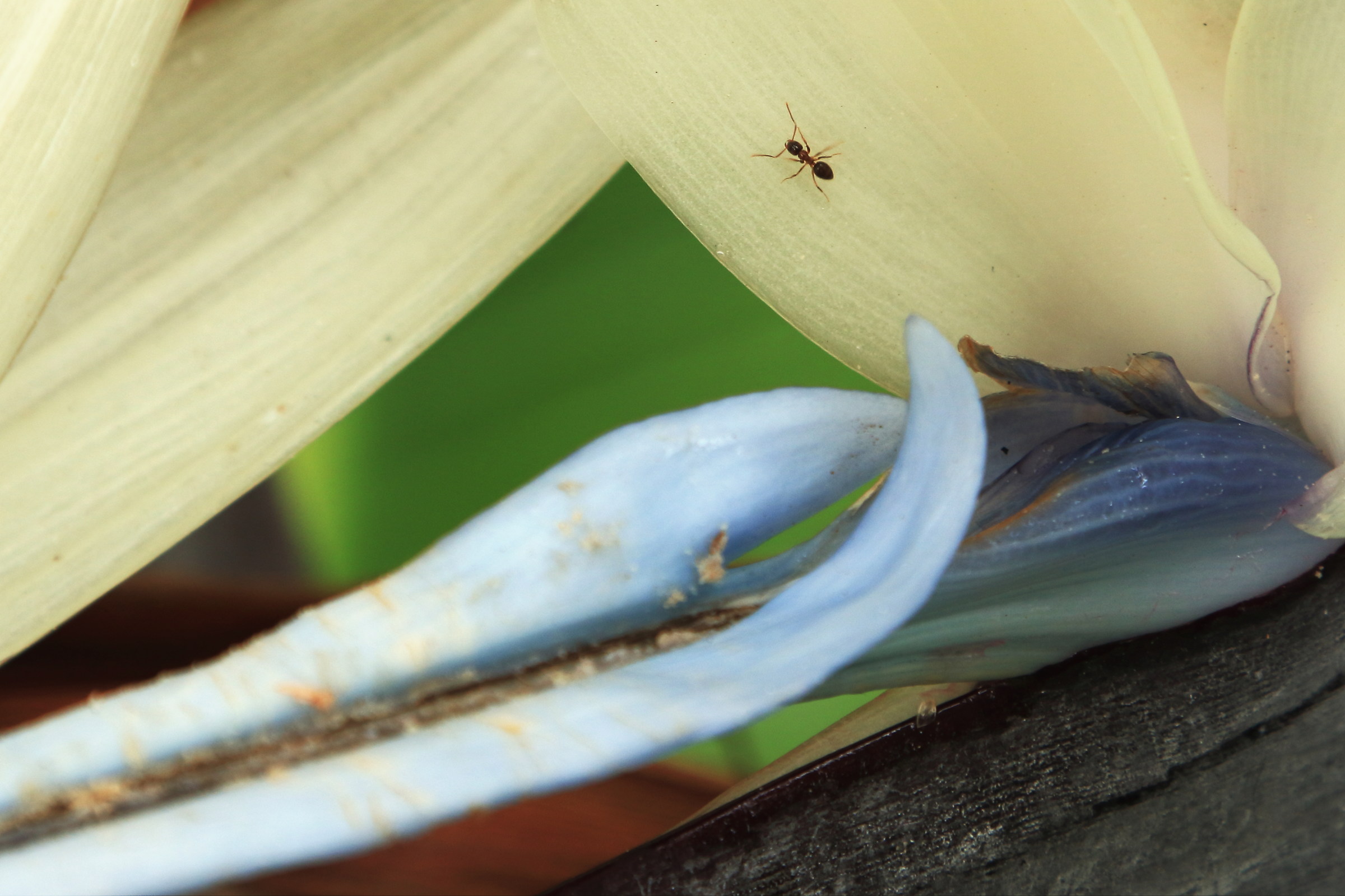 Small guest in banana flower...