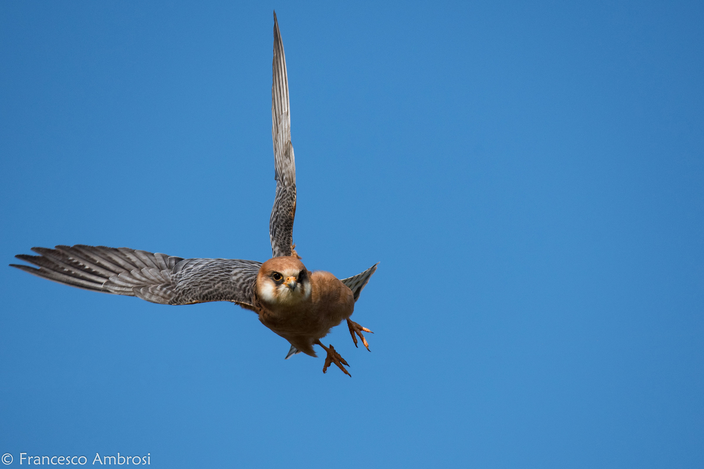 Falco cuckoo F...