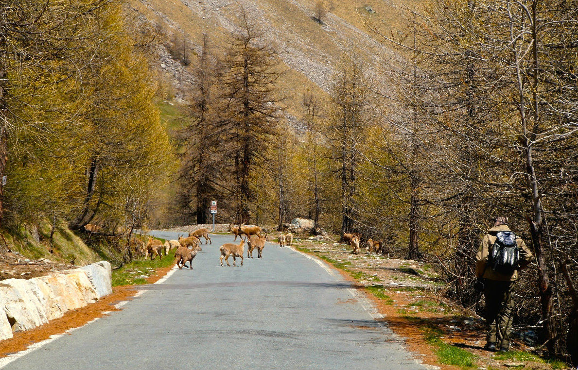 Il fotografo (vero) mimetizzato...