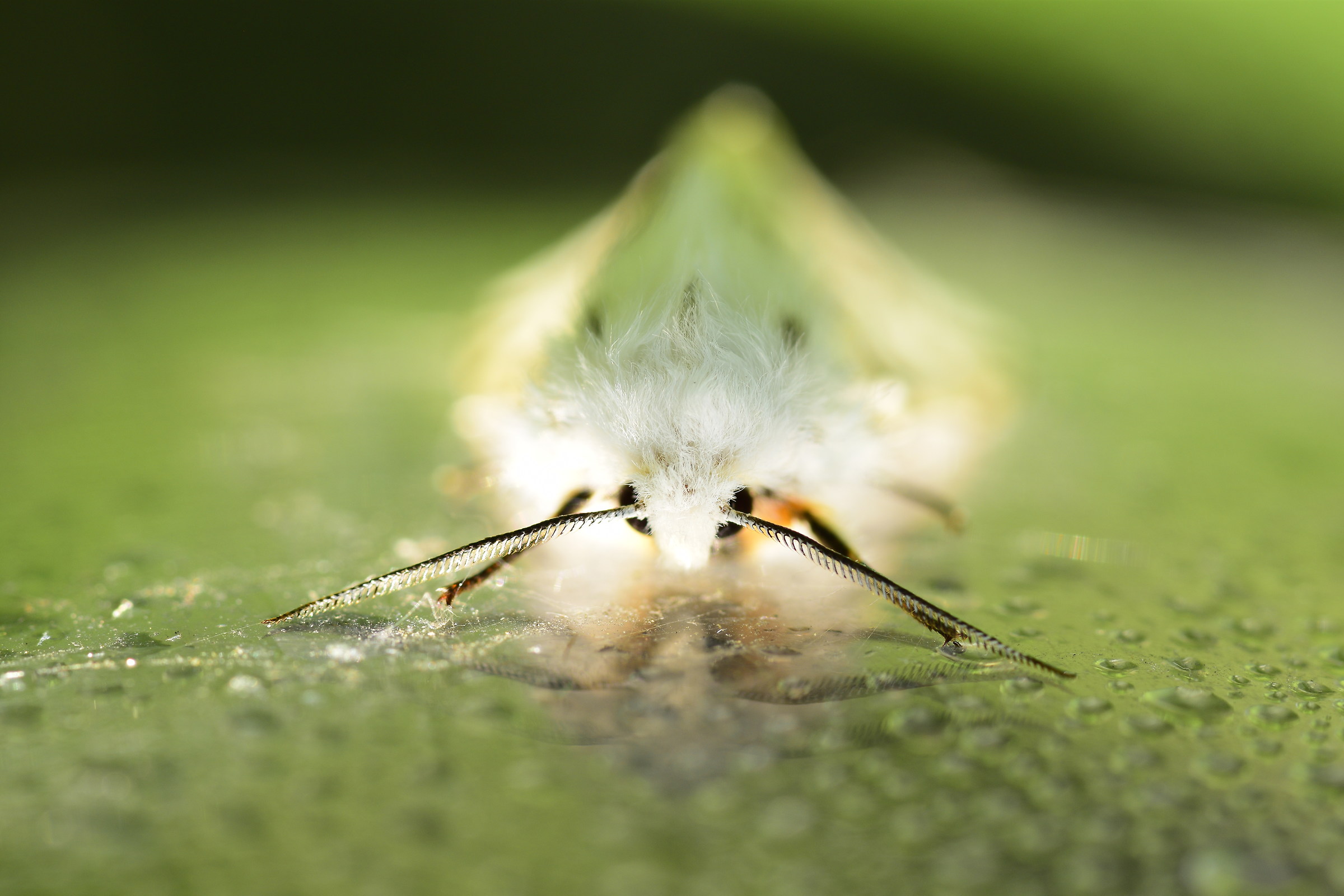 moth...
