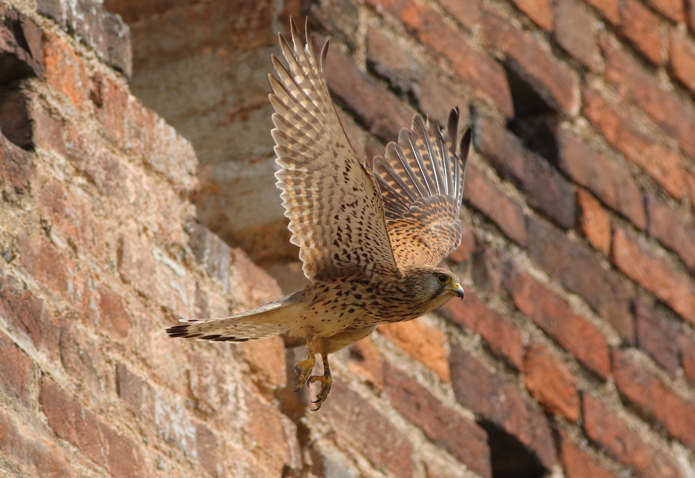 Kestrel Female...