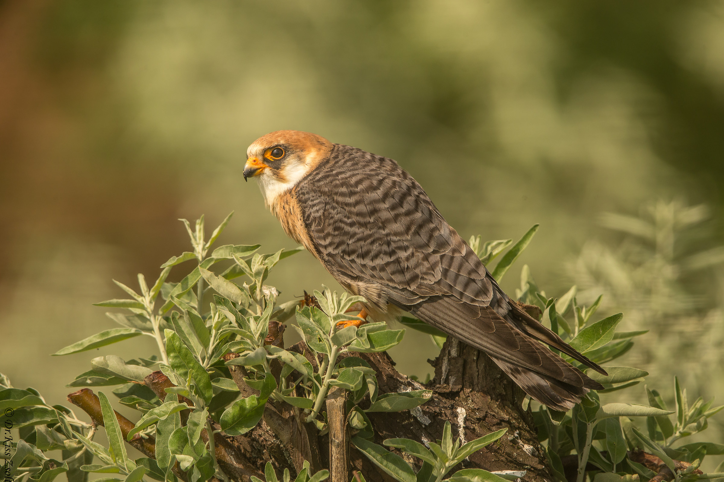 Female red-footed falcon...
