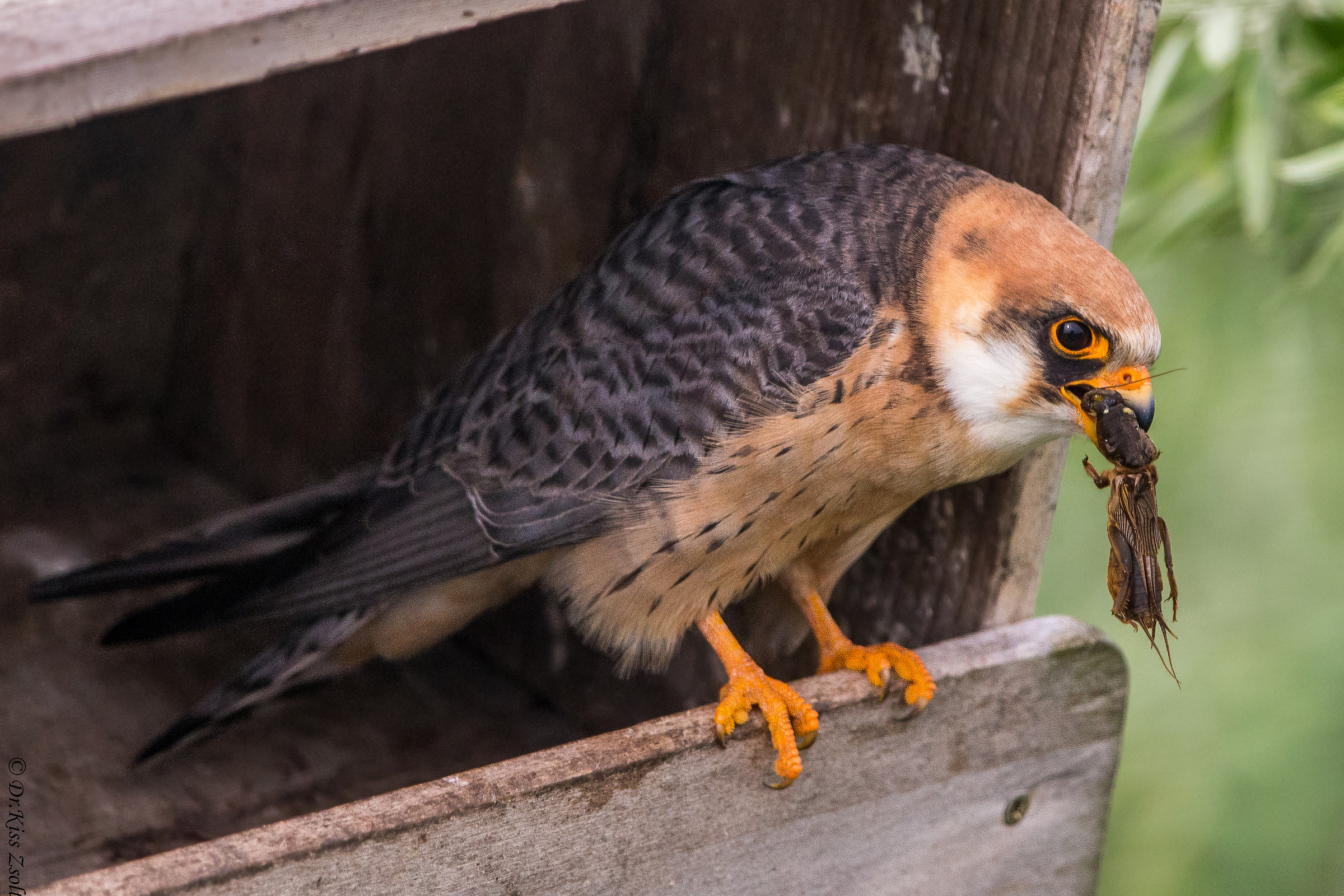 Red-footed falcon catching a cricket...