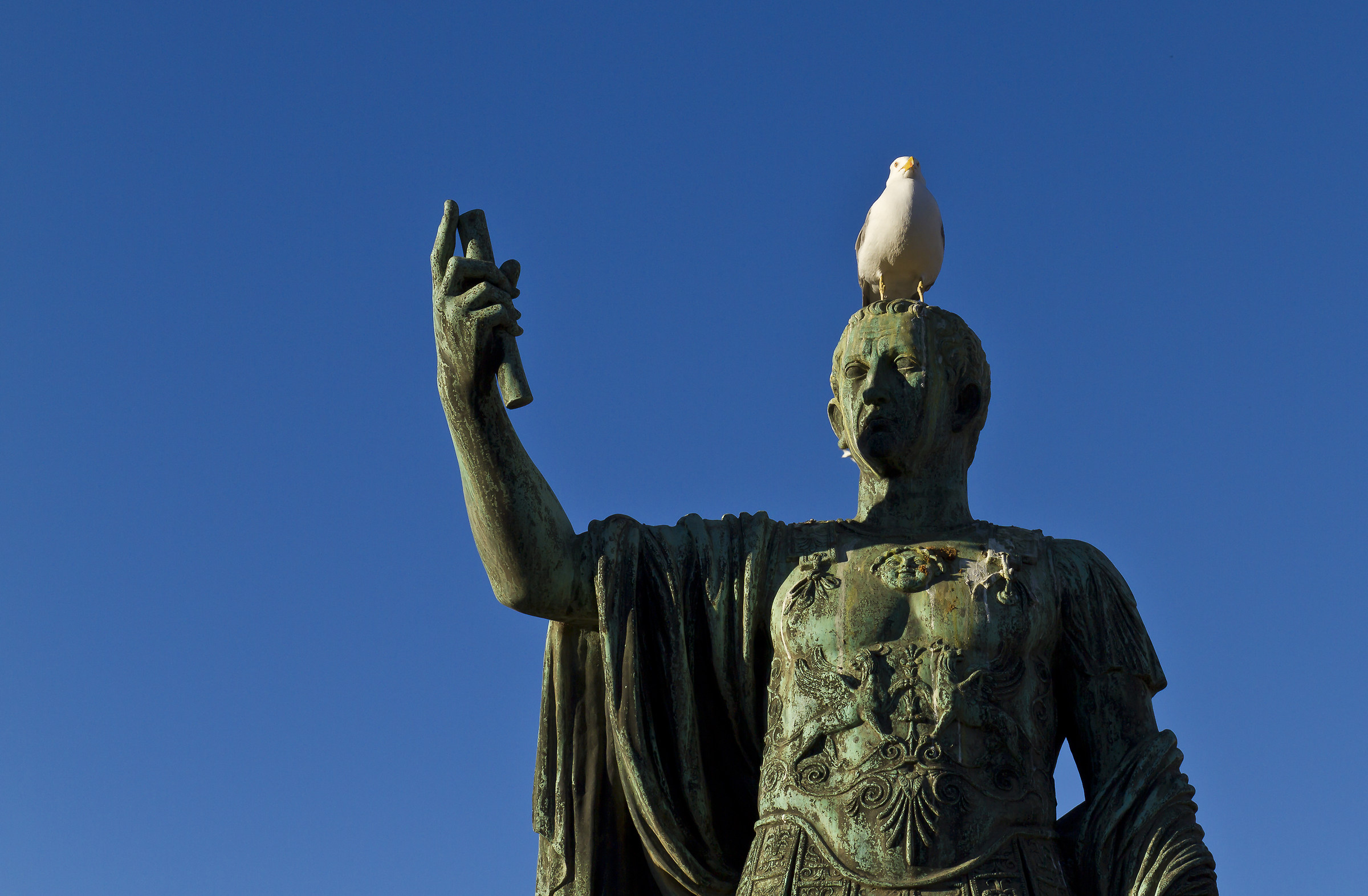 Rome .... Seagull Let's make a selfie...