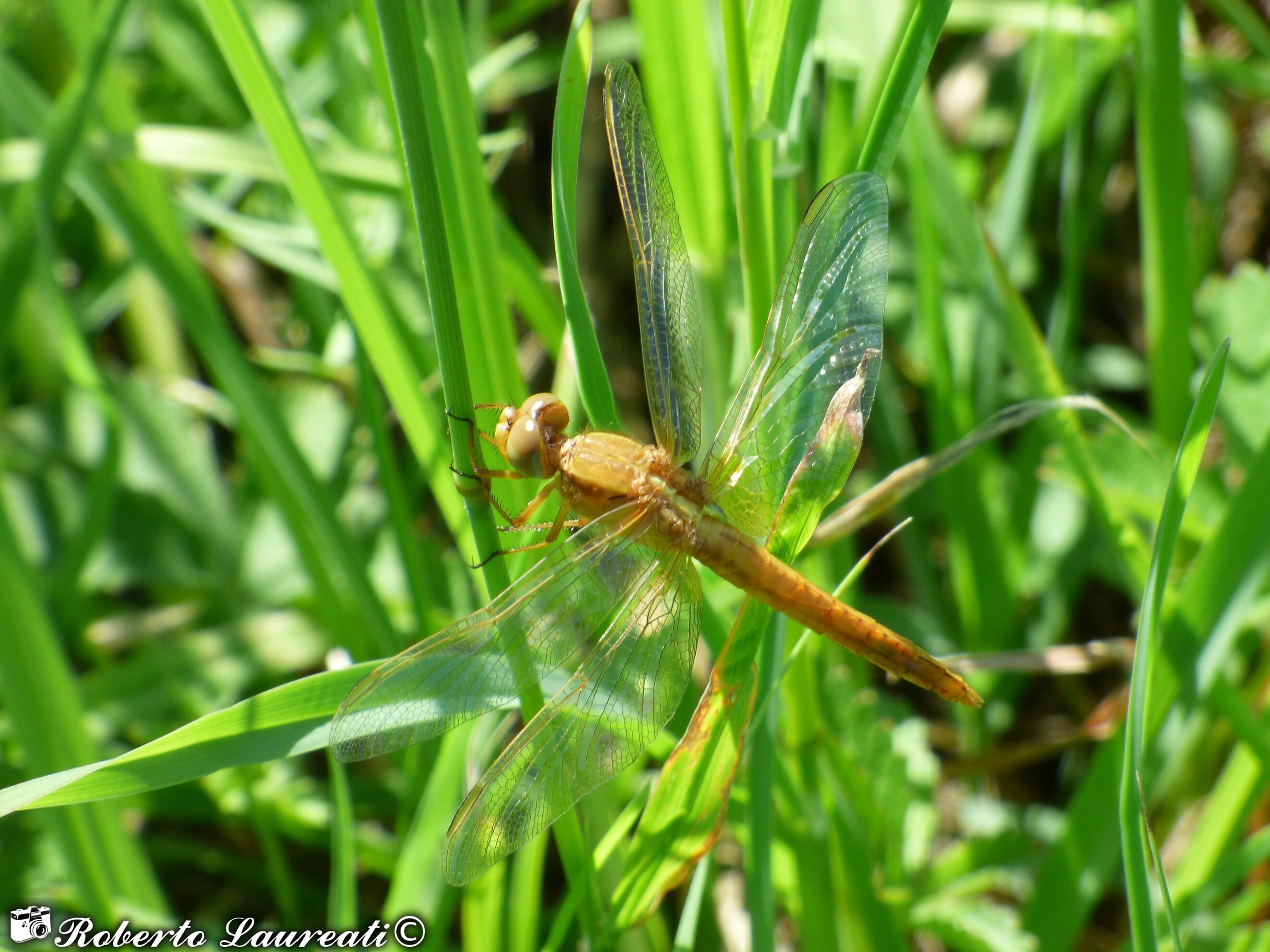 Frecciarossa♀(Crocothemis erythraea)...