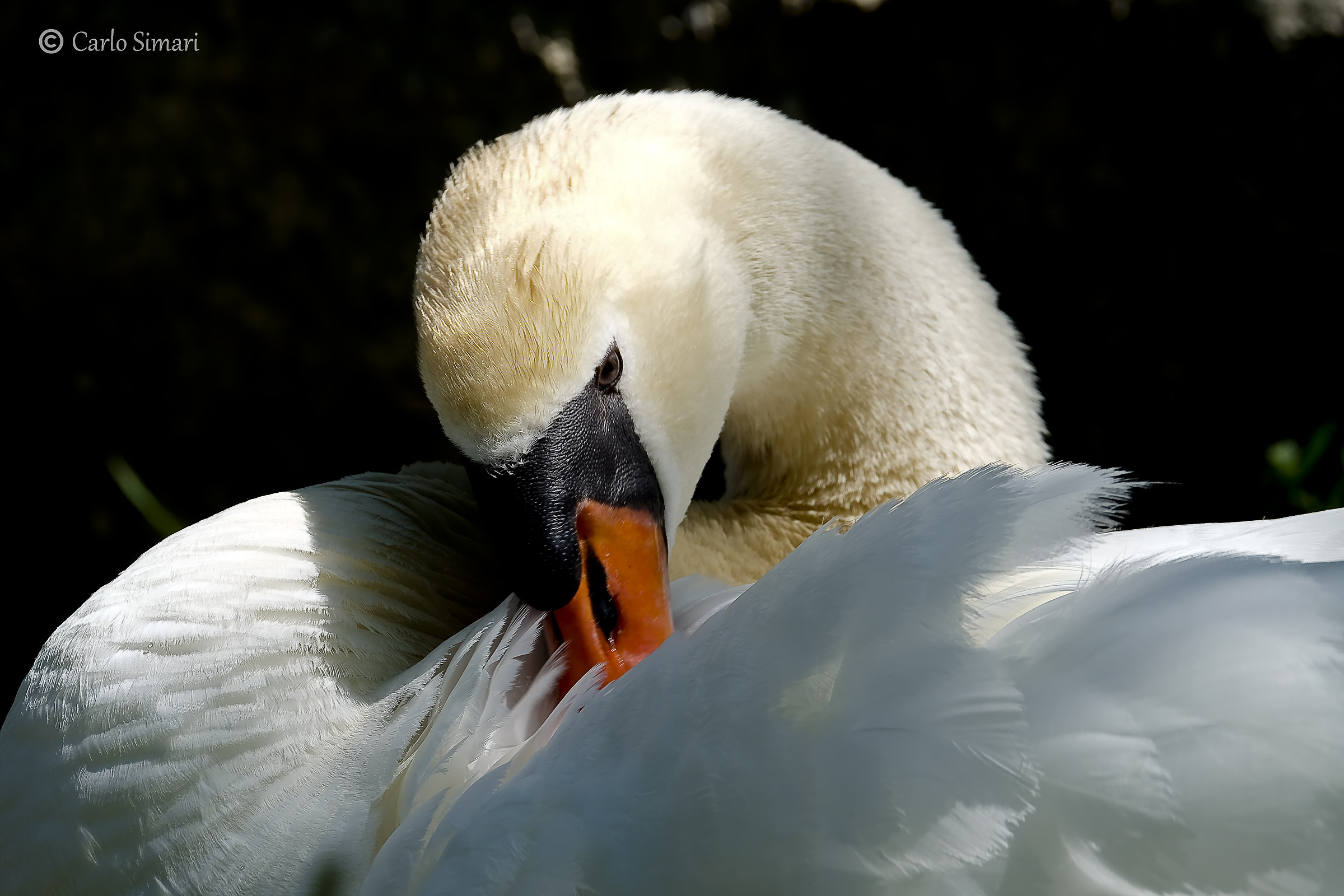 Swan on Garda 2...