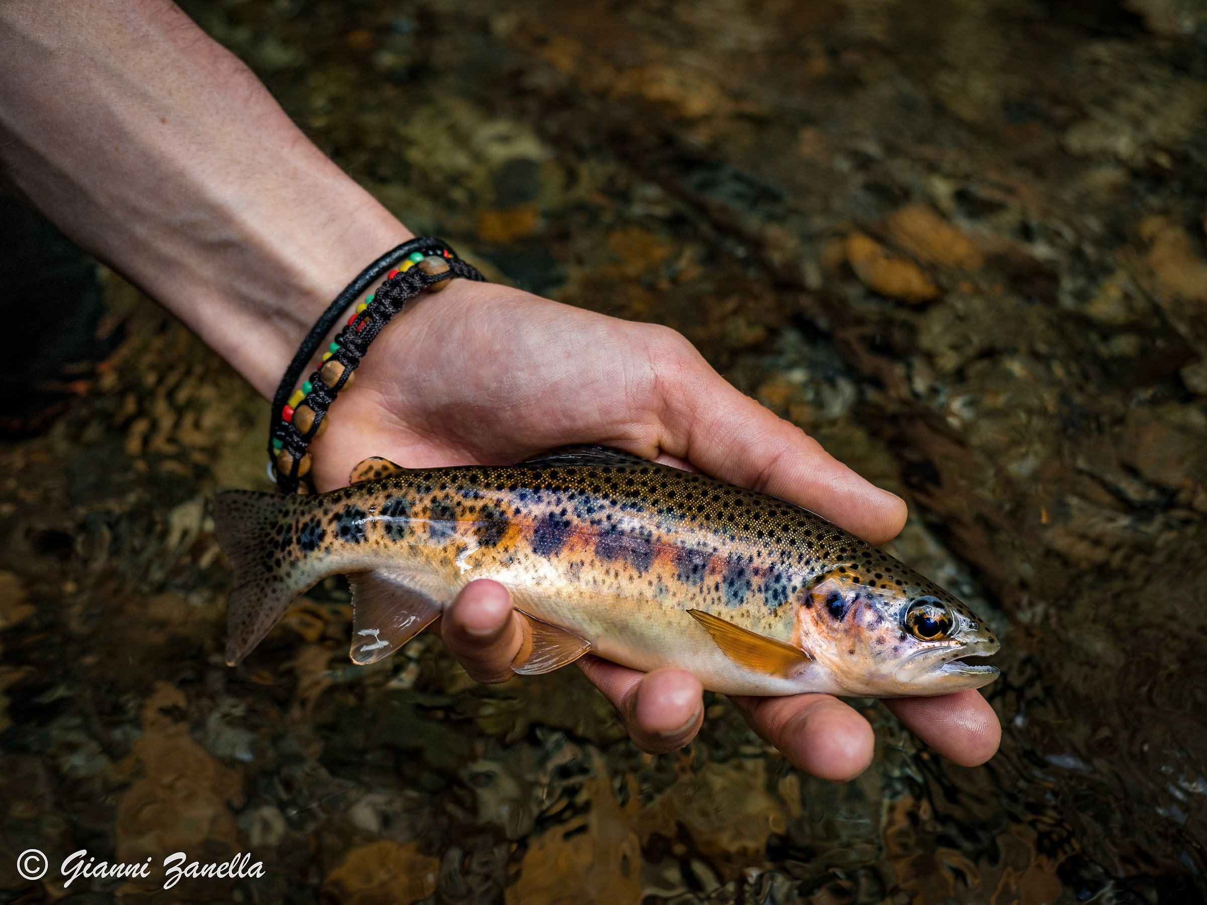 Mountain creek beauties (catch & release)...