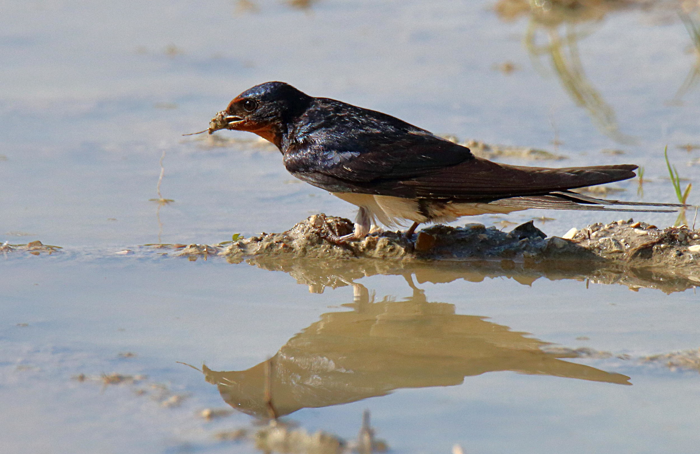 Swallows...