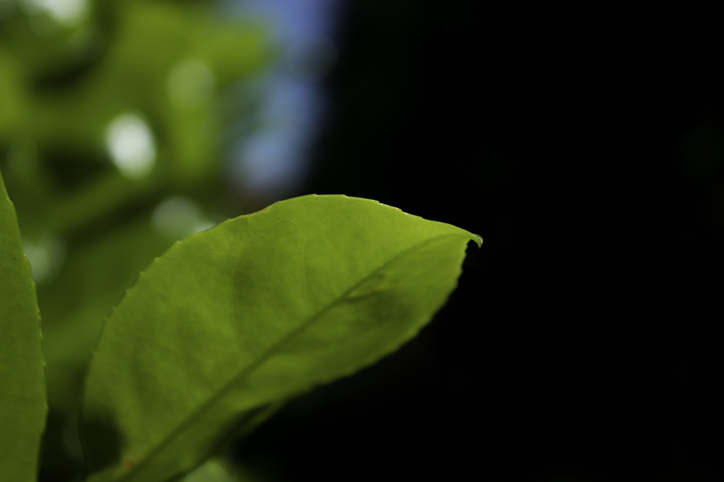 Buxus sempervirens I...