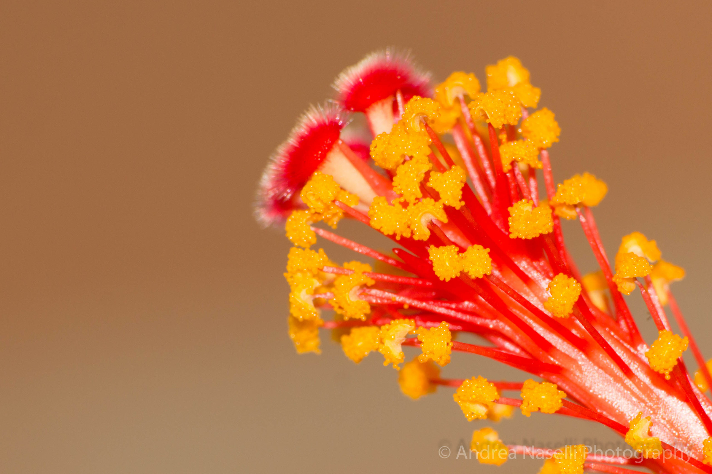 Little Big Flower...