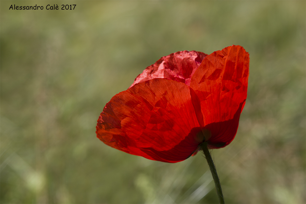 Papaver rhoeas (Red poppy) 2451...
