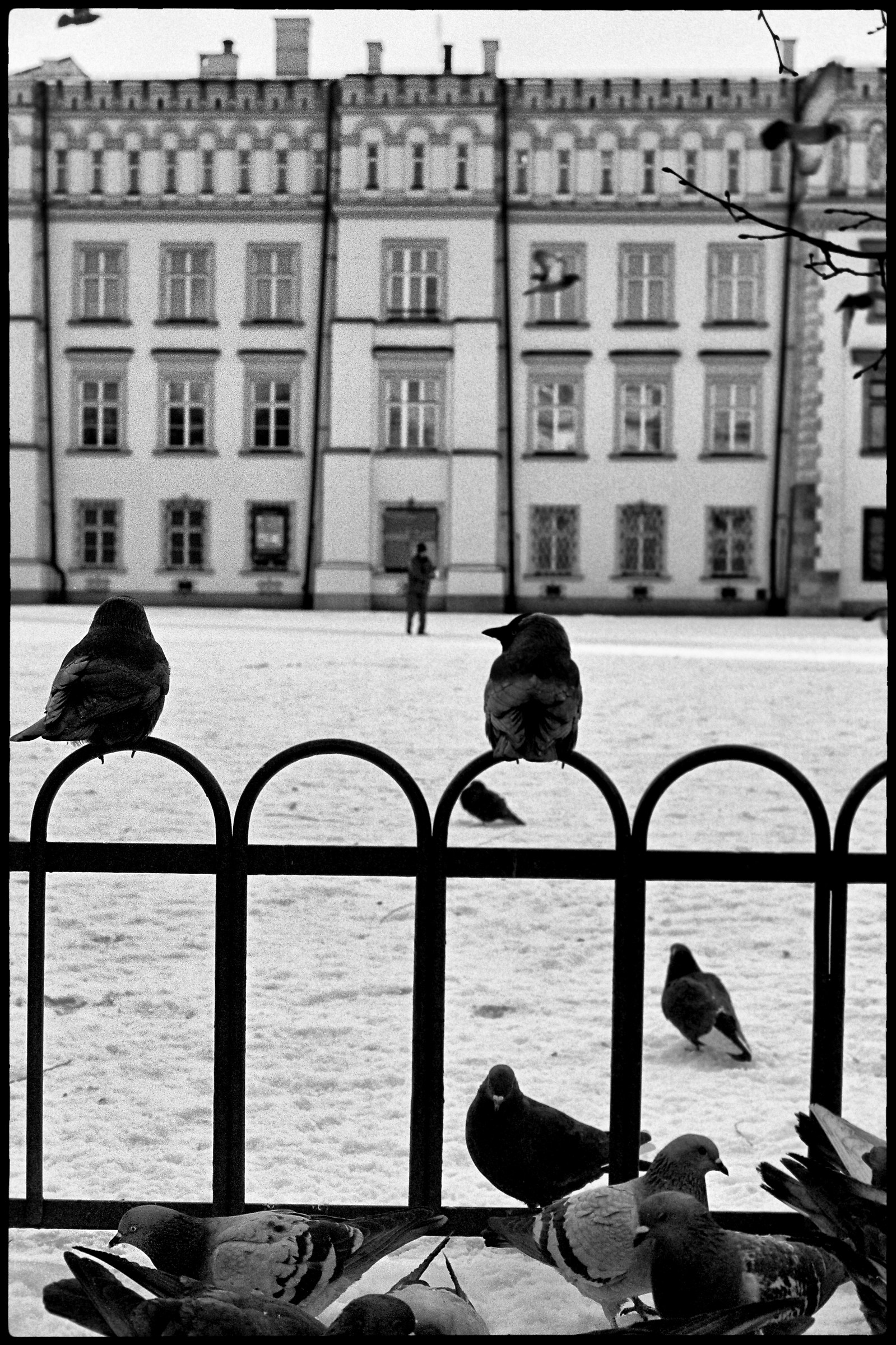 Krakow pigeons...