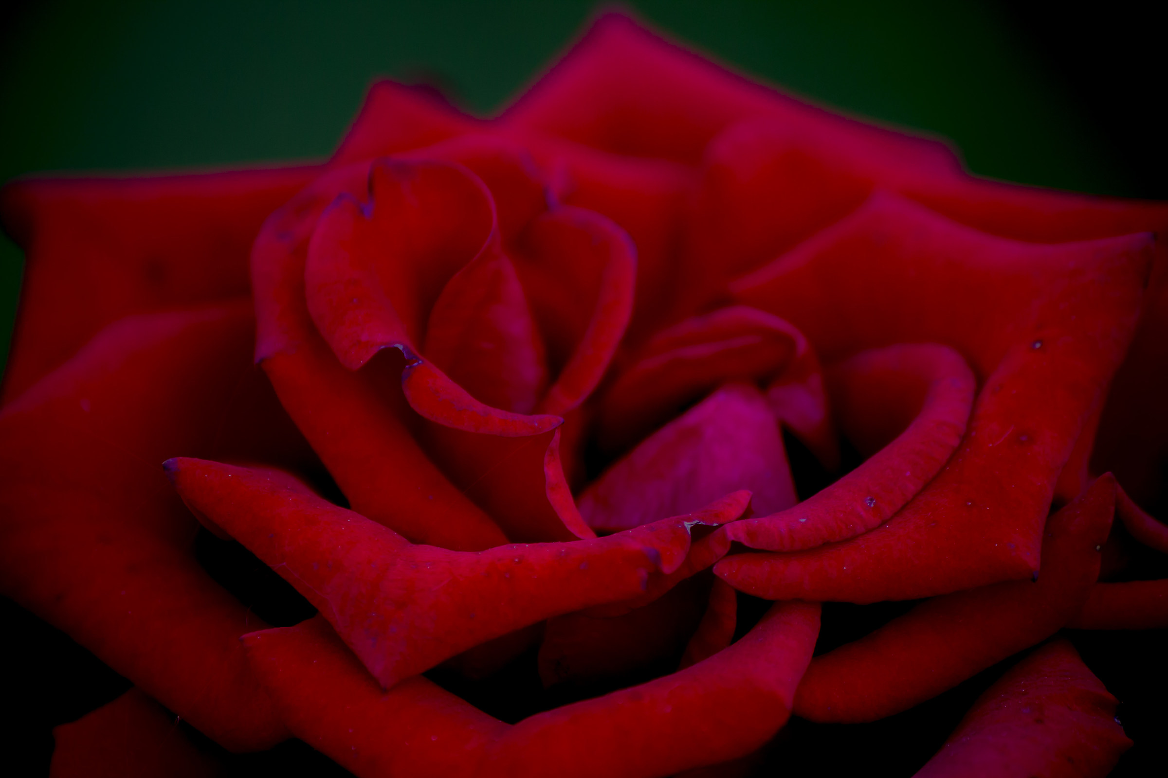 Rose Heart...