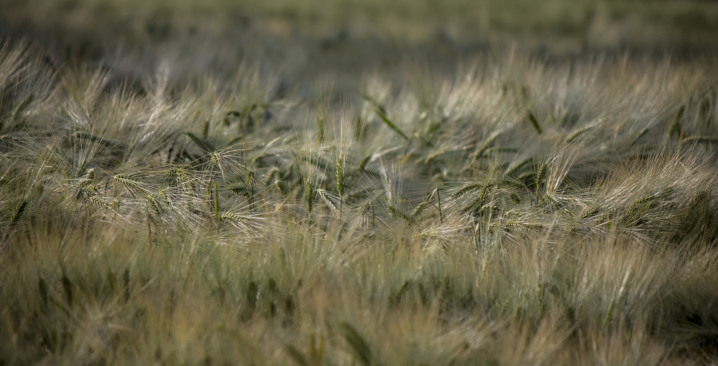 Wheat at dawn...