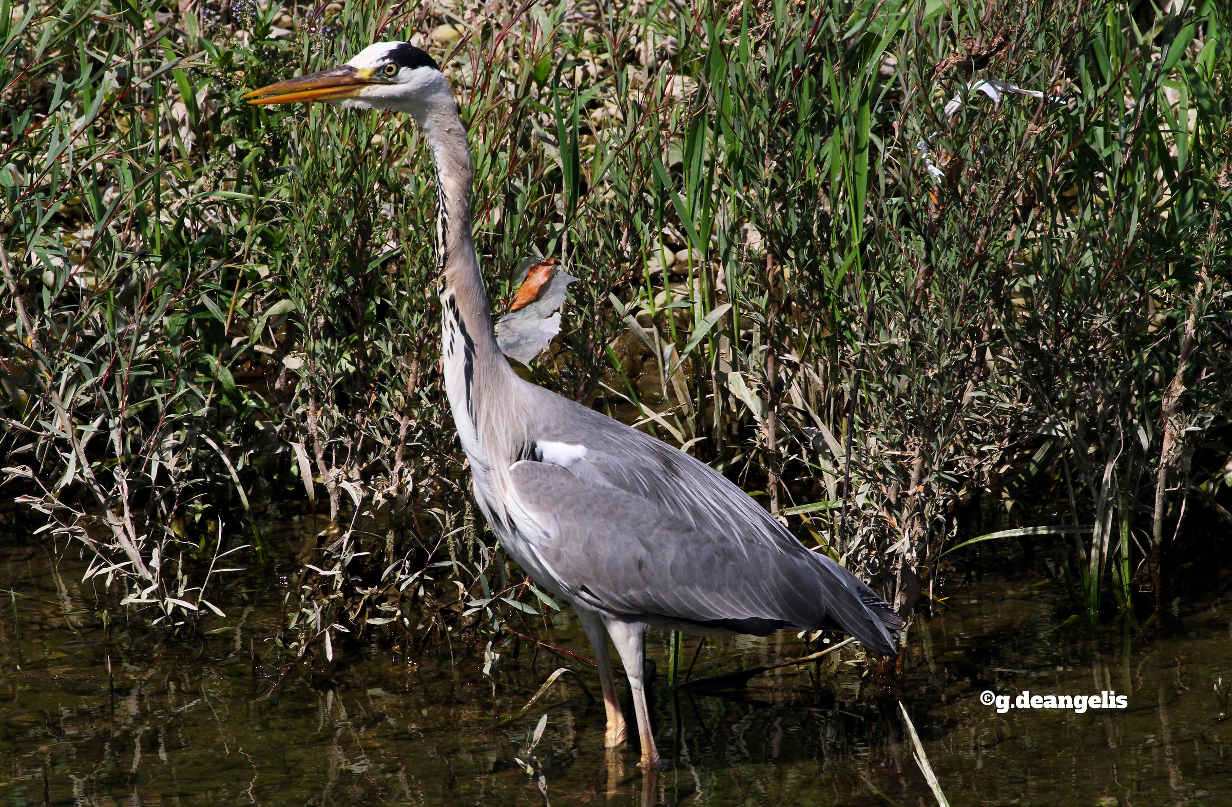 Grass heron...